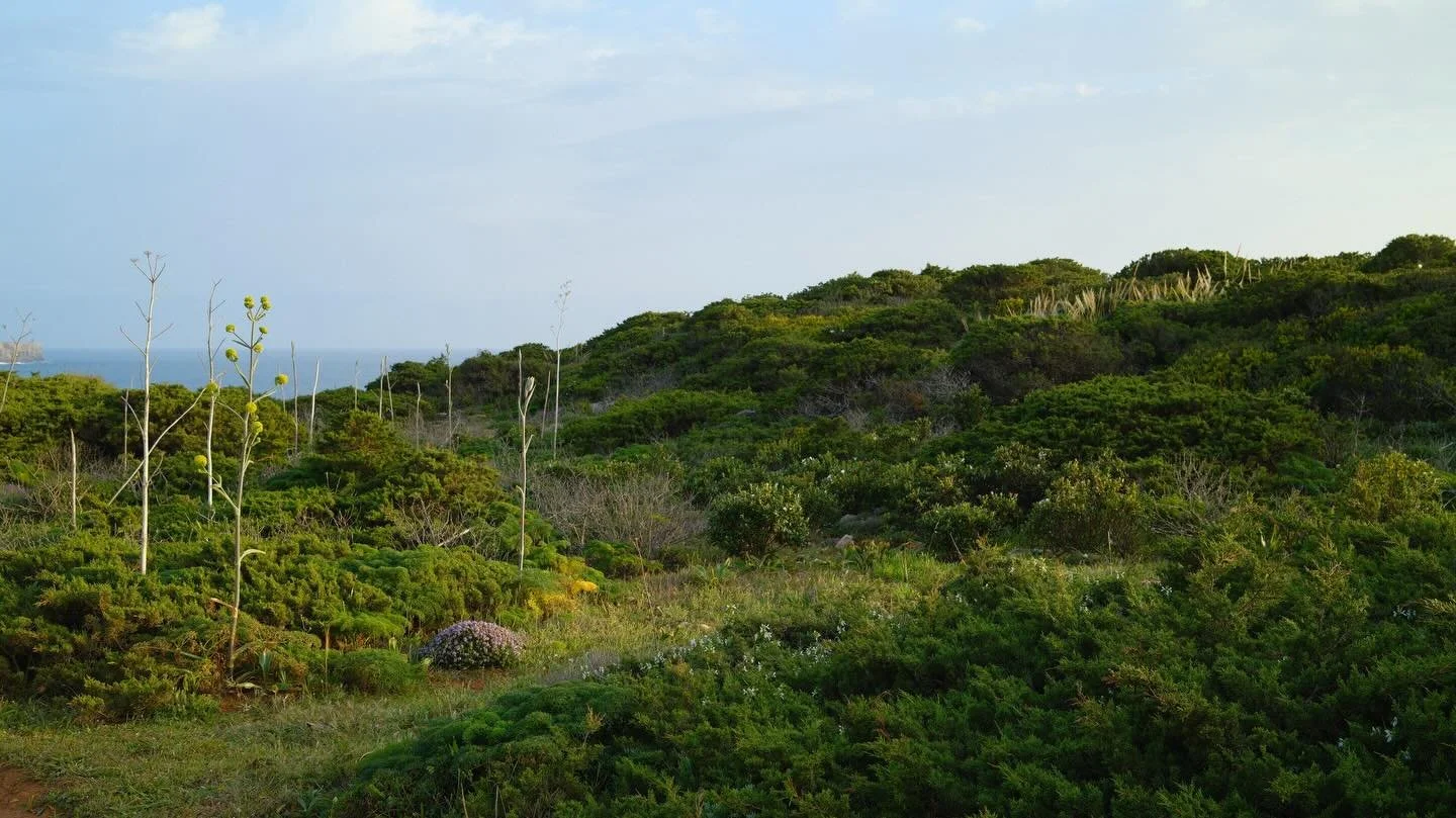 A few photos from wee easter trip to the south of Portugal.

Amoungst the rocky cliffs there is a incredible collection of Ferula communis subsp. catalaunica slowly being covered by 100s of shells through the year.

They are as far as the eye can see