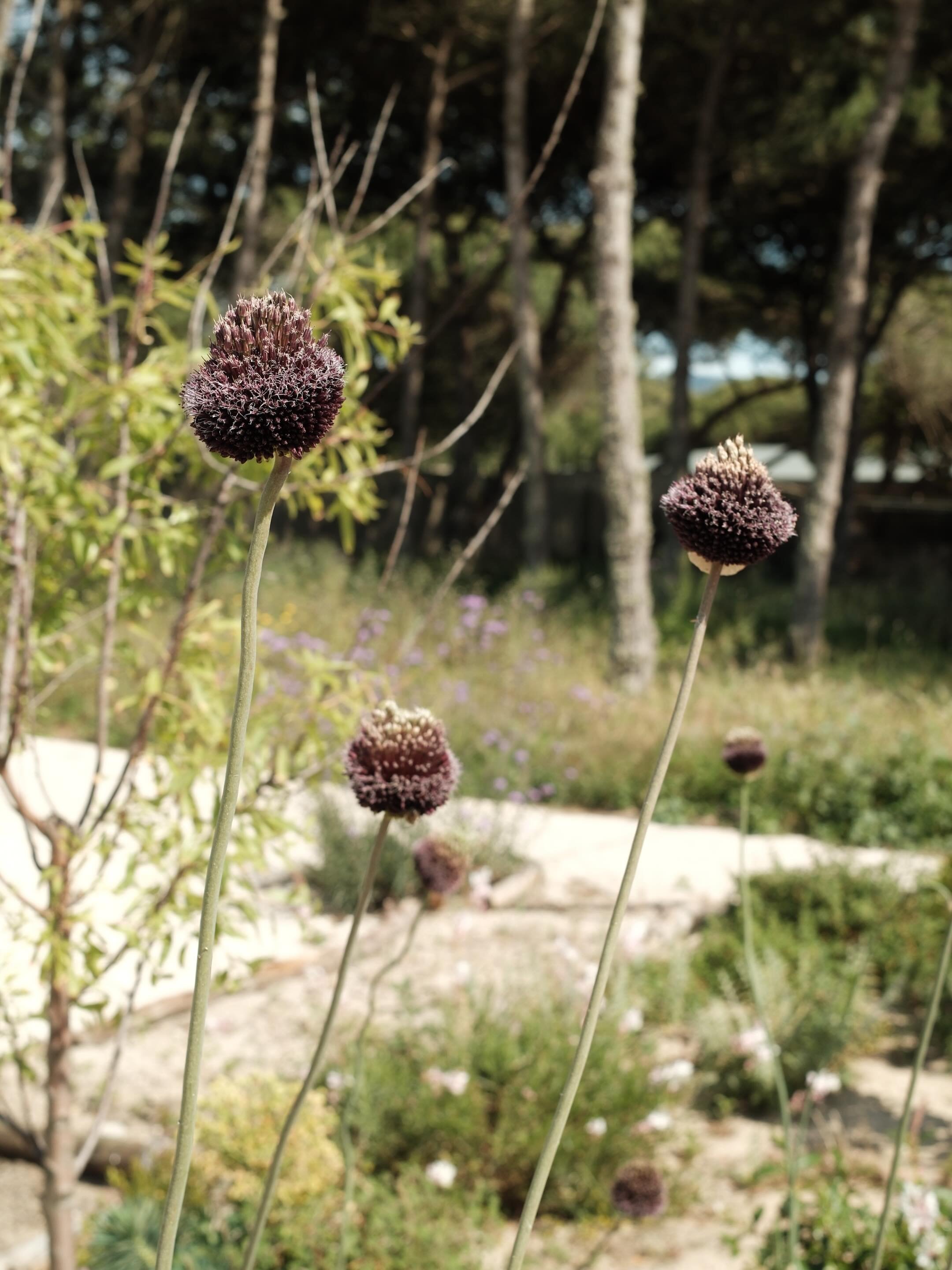 Check up in Azenhas do mar where the Allium &lsquo;Forelock&rsquo; is loving life. There was a hankering for Miss Purple Sensations but she doesnt seem to fit the wilder and bleached surrouding landscape. The native Nepeta tuberosa which has a spread