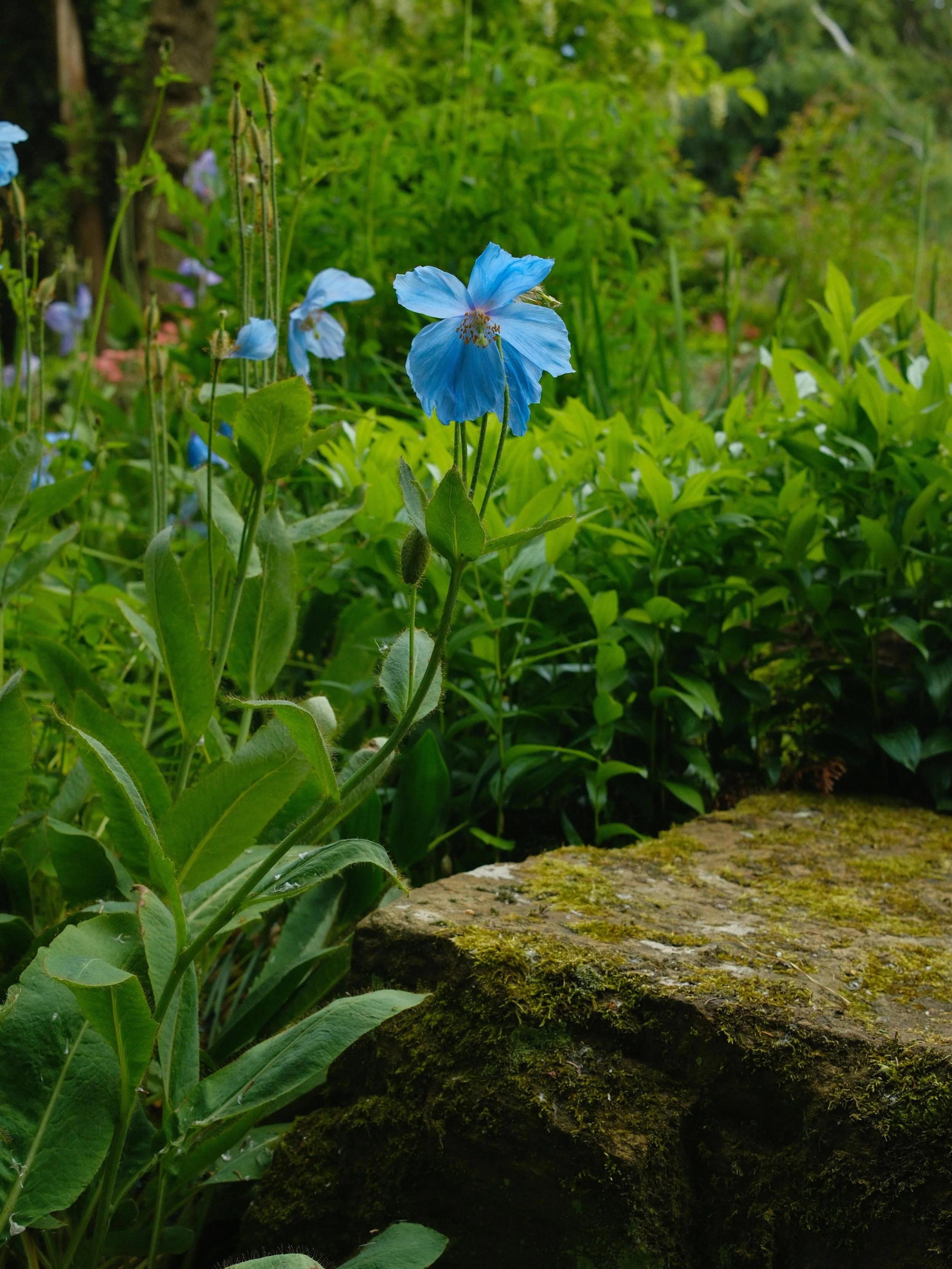 A blowy day out @newbyhallandgardens thanks so much for having me for the rock garden official opening. A treat see old friends and new!

Exquisite macro planting details with the help of @kevockgarden a gorogeous reimagining of the 1914 lost rock ga