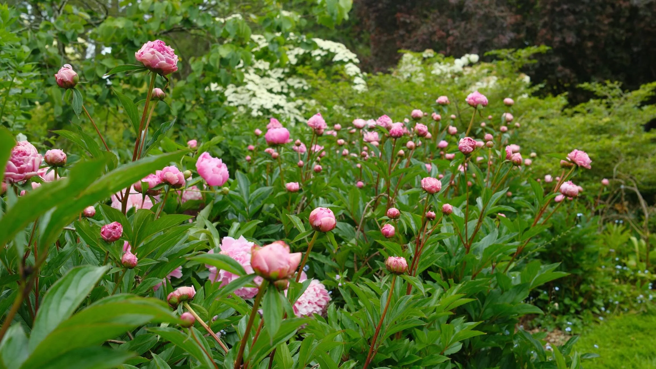 Some more snappys of the rest of @newbyhallandgardens which is looking incredible. The Cornus covered, Peonies galore and the meadows up. 

Indigofera pendula a beautiful shrub I would love to be able to find and use in Portuguese gardens.

The willy