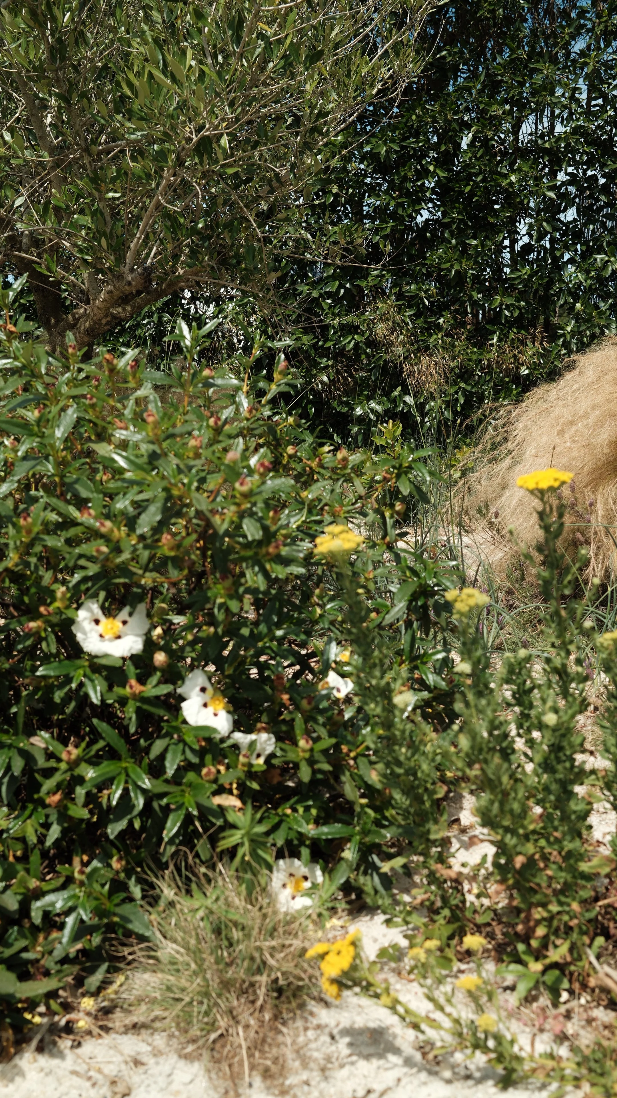 DSCF0474.JPG