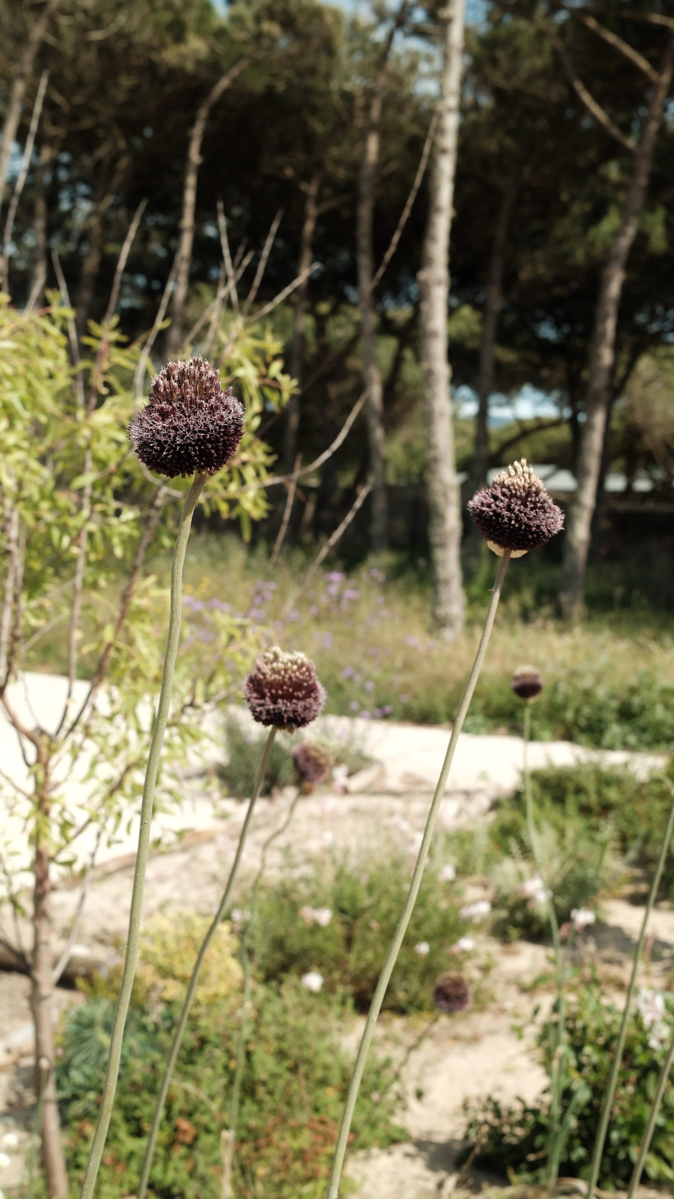 DSCF0491.JPG