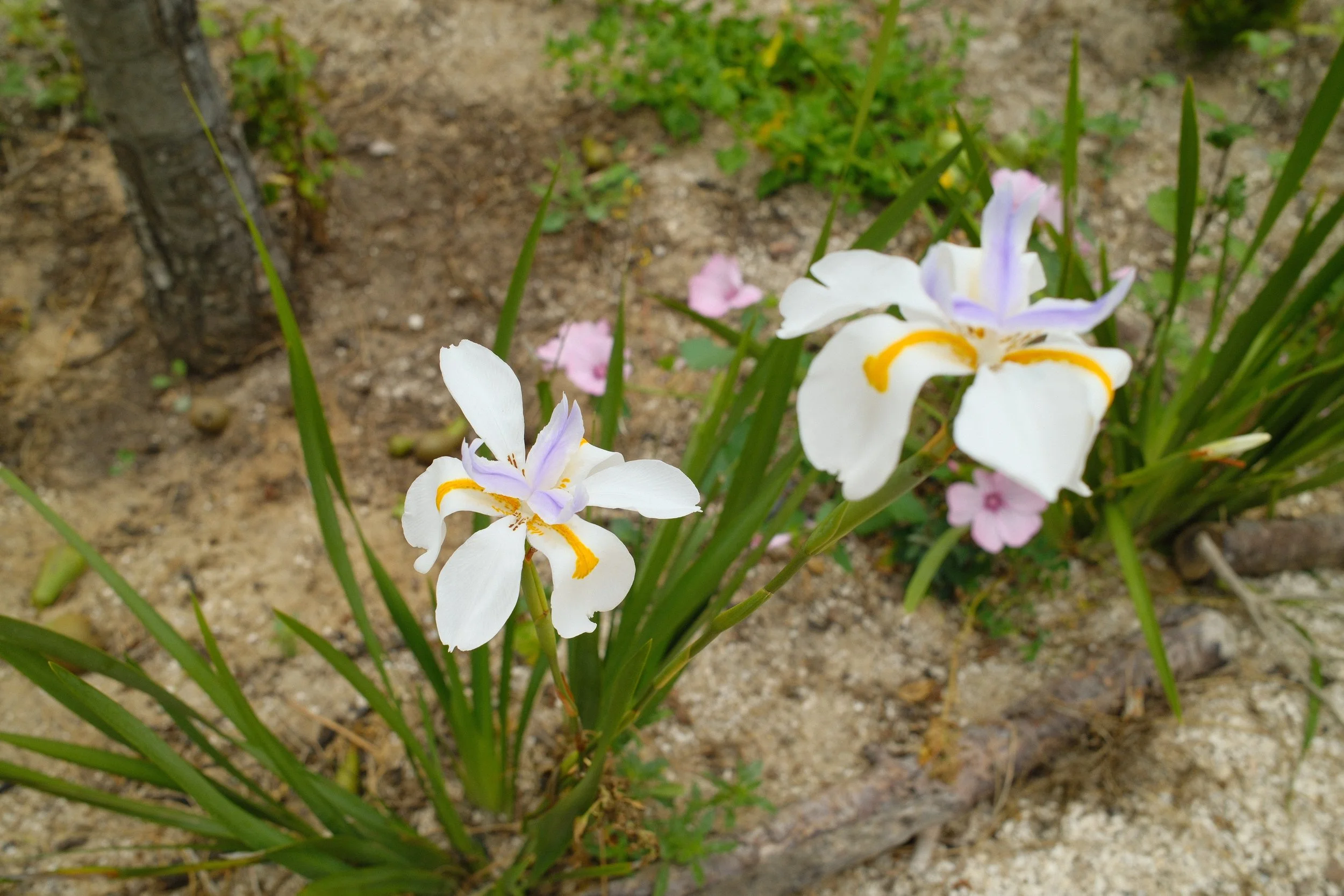 DSCF1282.JPG