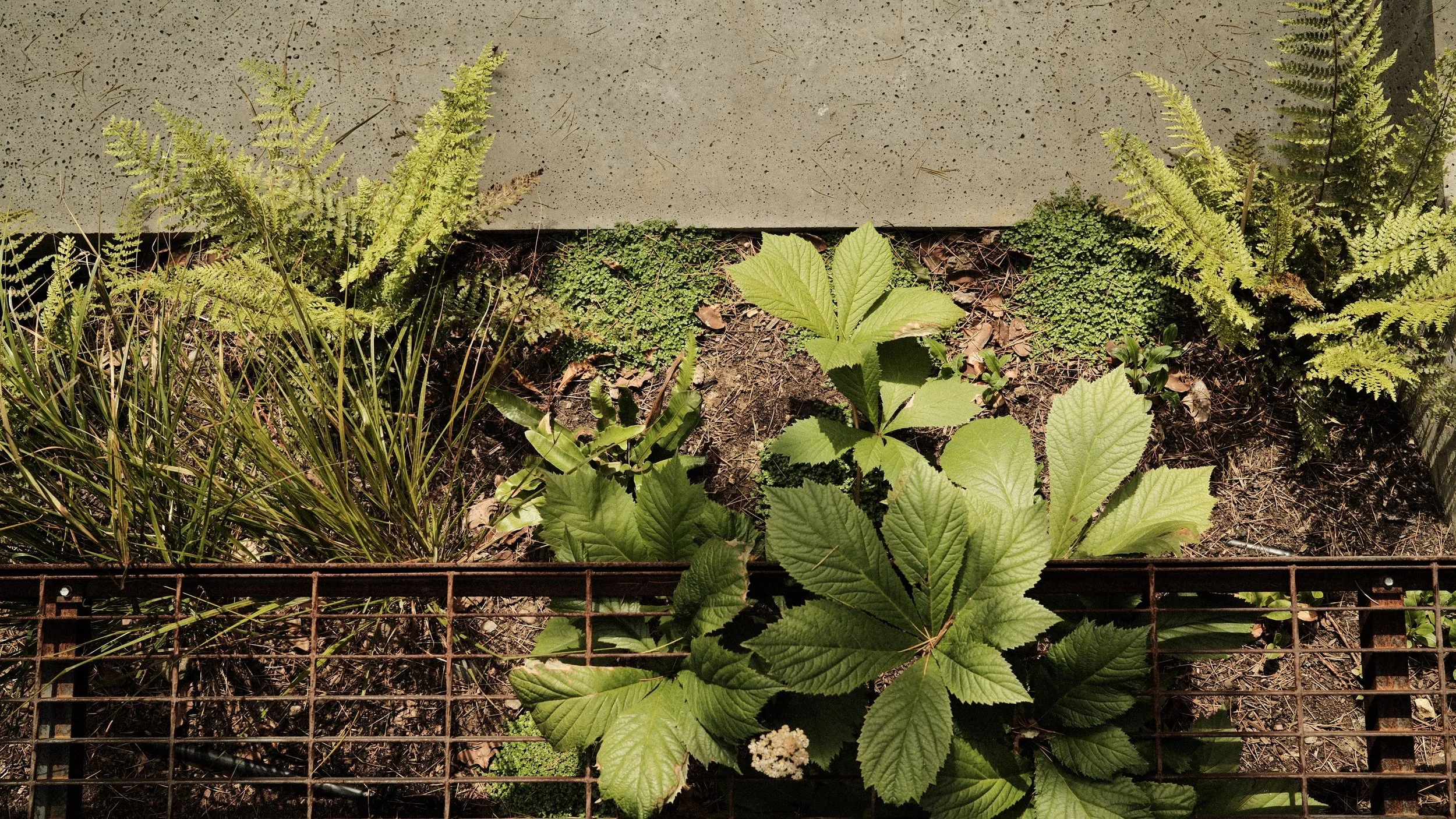 Jake Sutcliffe Studio - Cedar Court - Landscape 7 - T5.JPG