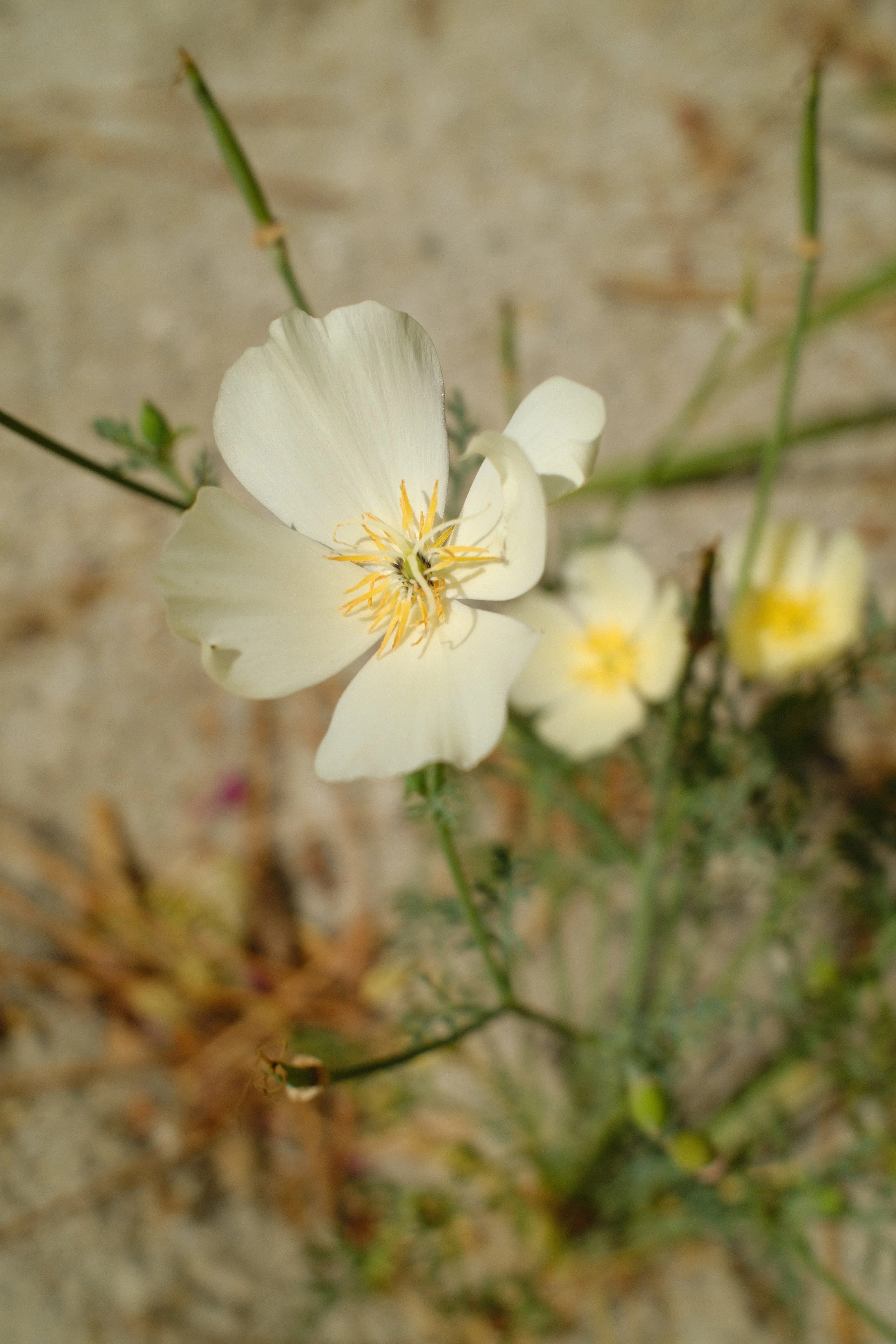 DSCF1317.JPG