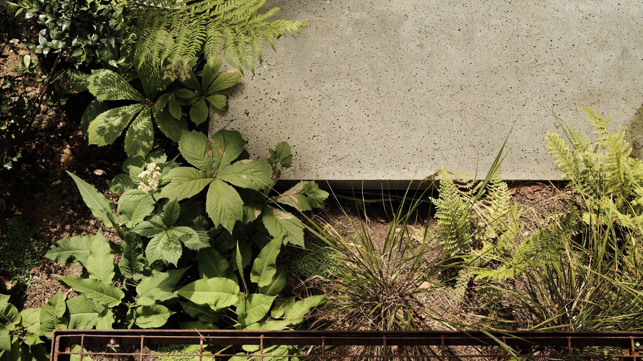 Jake Sutcliffe Studio - Cedar Court - Landscape 6.JPG