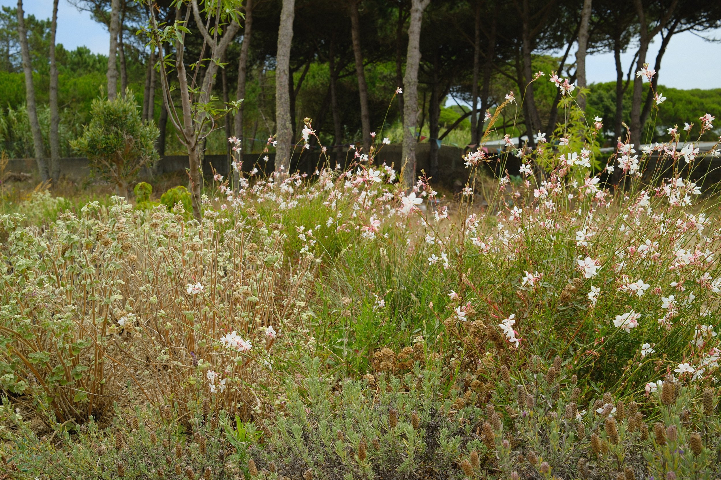 DSCF1275.JPG