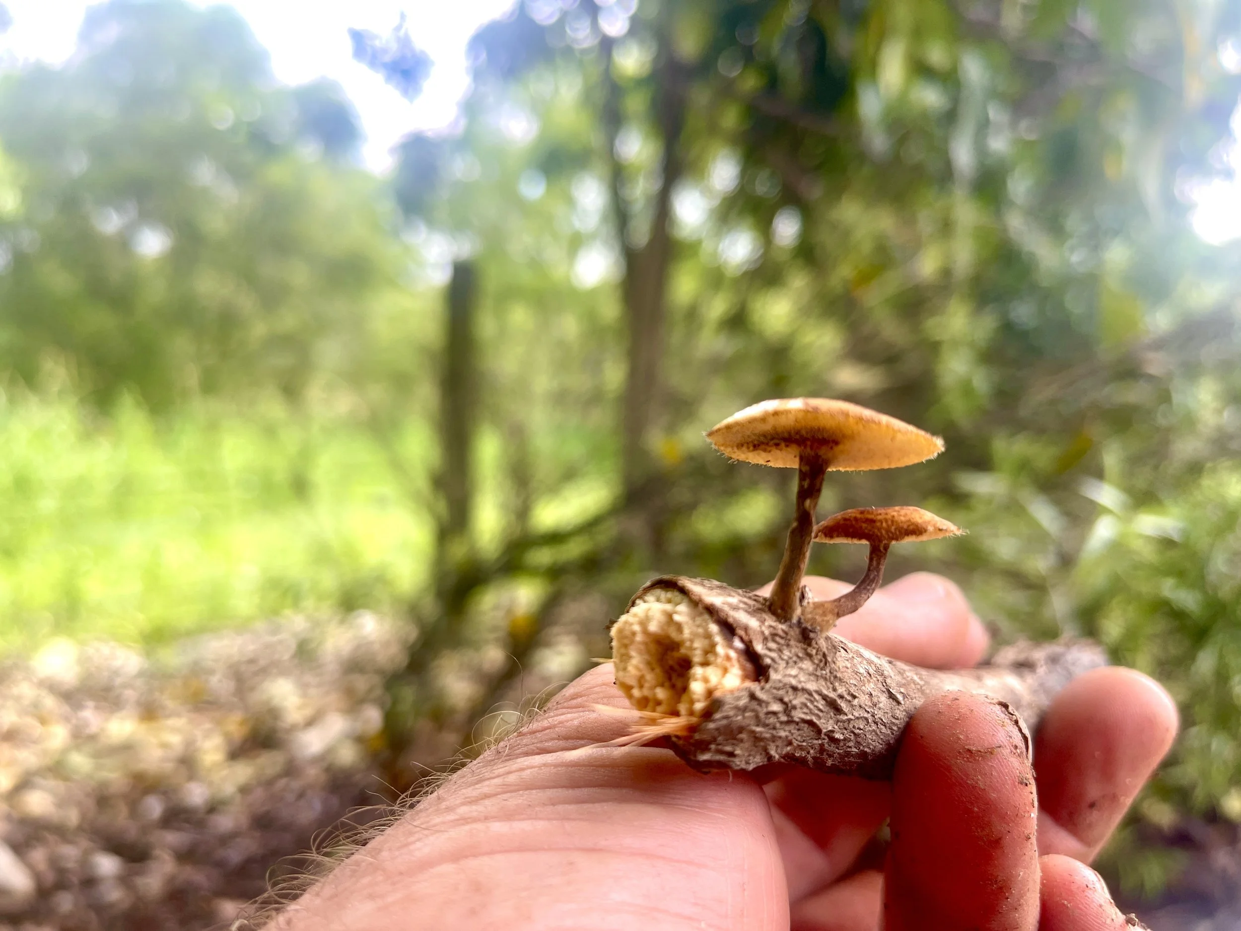 Person holding a cluster of small brown mushrooms with a forest background. The Regenerative Training Centre, Woodford, Qld.