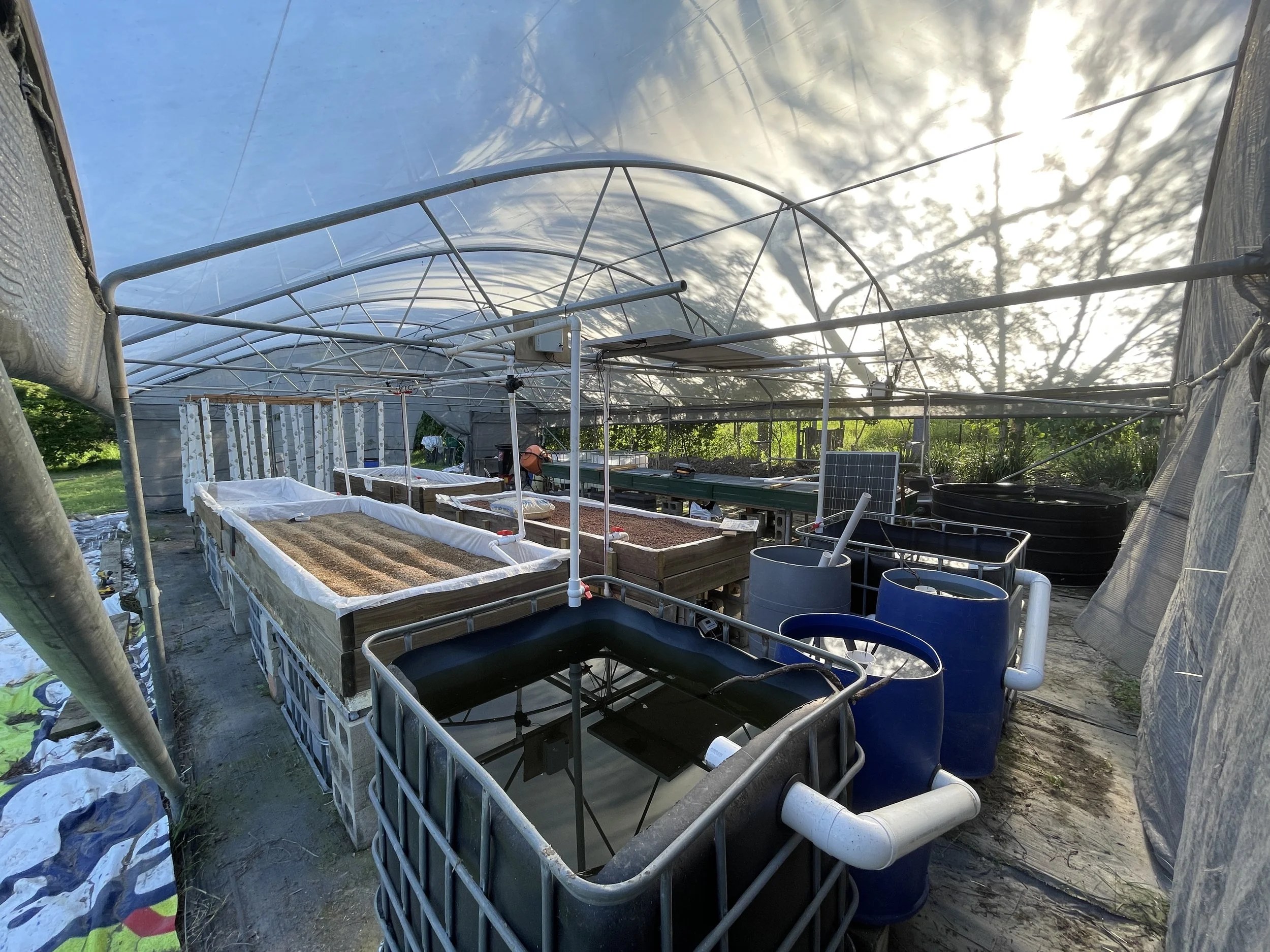 View inside a greenhouse of aquaponic equipment, including tables with plants, containers, pipes, and electrical devices, with a plastic roof. The Regenerative Training Centre, Woodford, Qld.