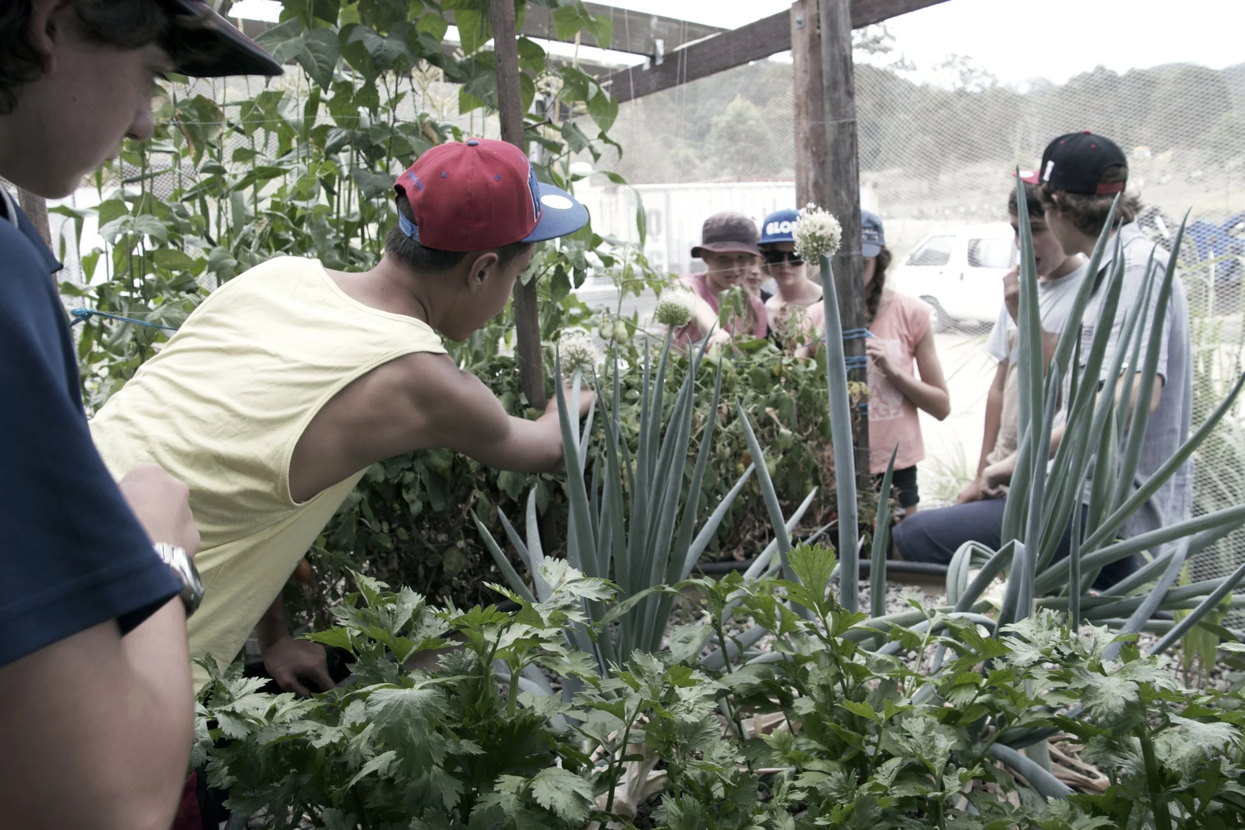 A group of children and teenagers are observing and tending to plants inside a greenhouse or garden, with some of them closely examining the plants. The Regenerative Training Centre, Woodford, Qld.