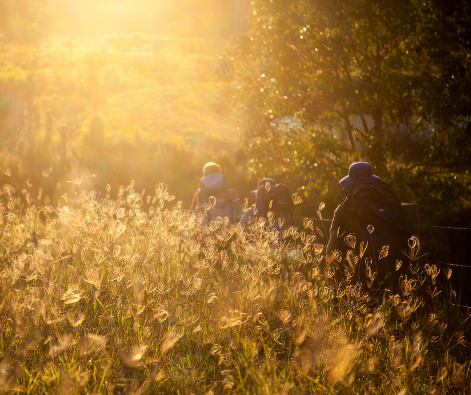 A group of people hiking through a field of tall grass during sunset, with warm golden sunlight filtering through trees. The Regenerative Training Centre, Woodford, Qld.