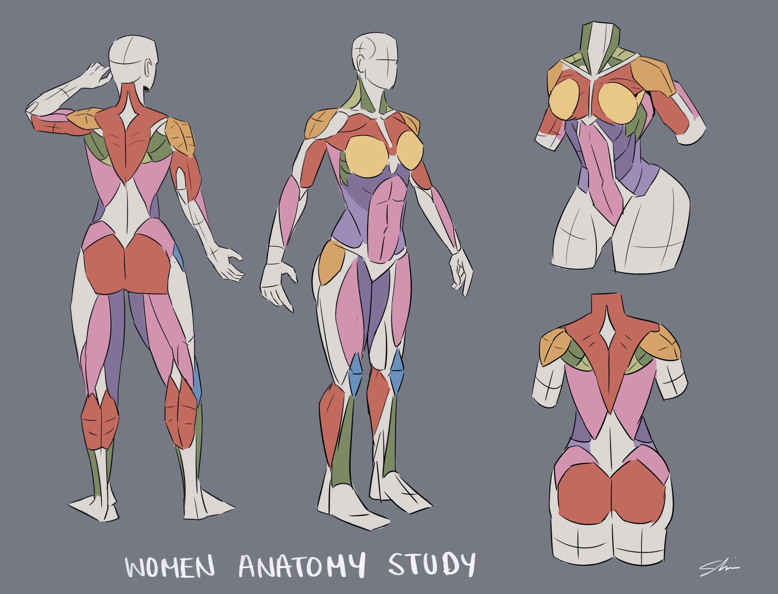 Woman anatomy .jpg