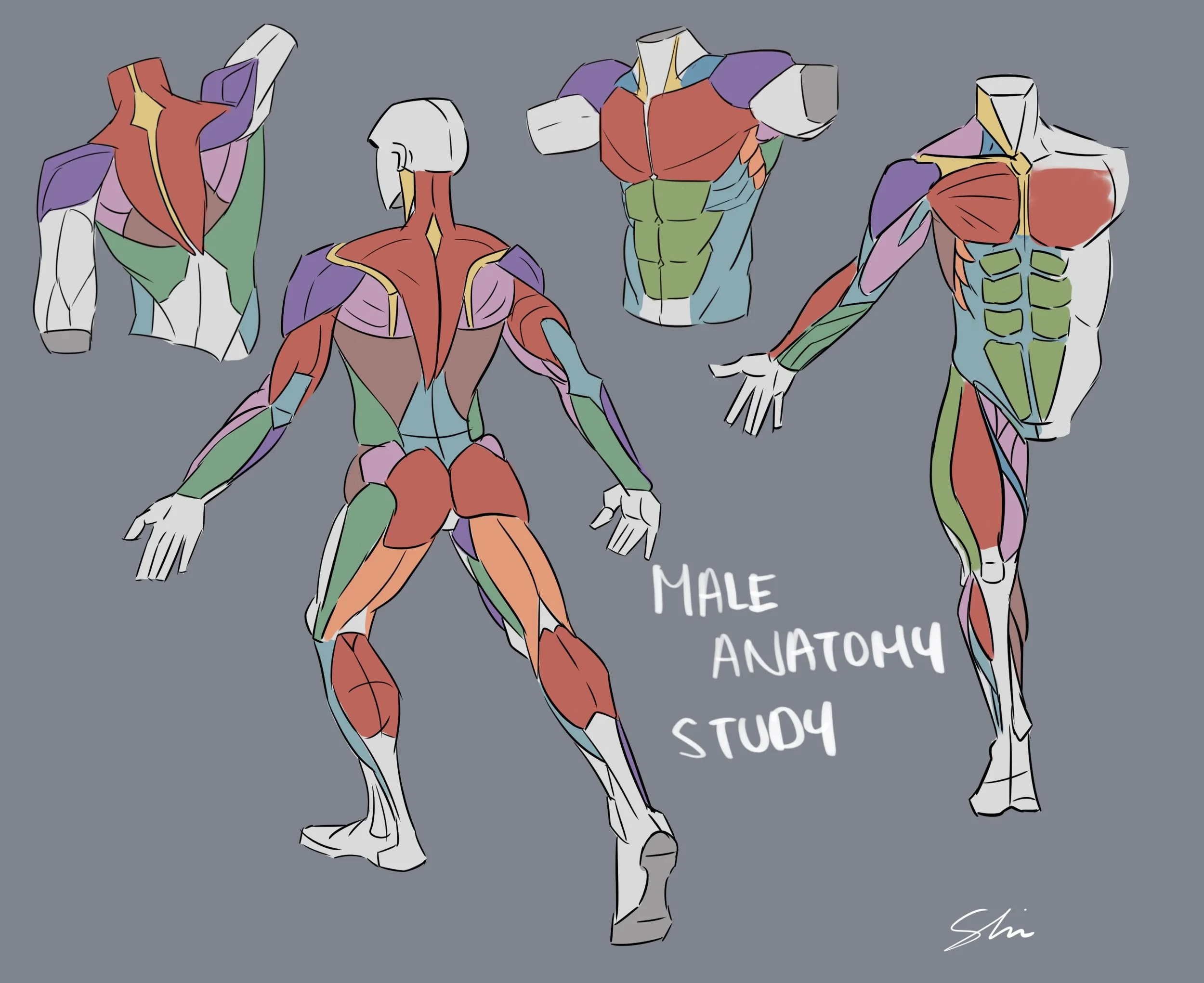Male anatomy .jpg