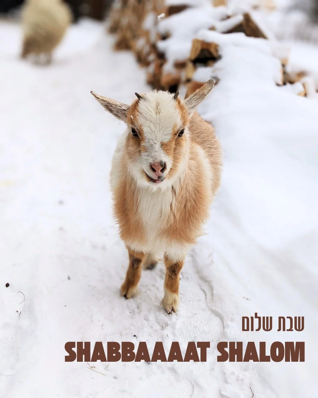 Wishing you a shabaaaaaaat shalom on this wintry day as we head into a very snowy Shabbat. Stay warm, stay safe, stay cozy, stay goated 🐐