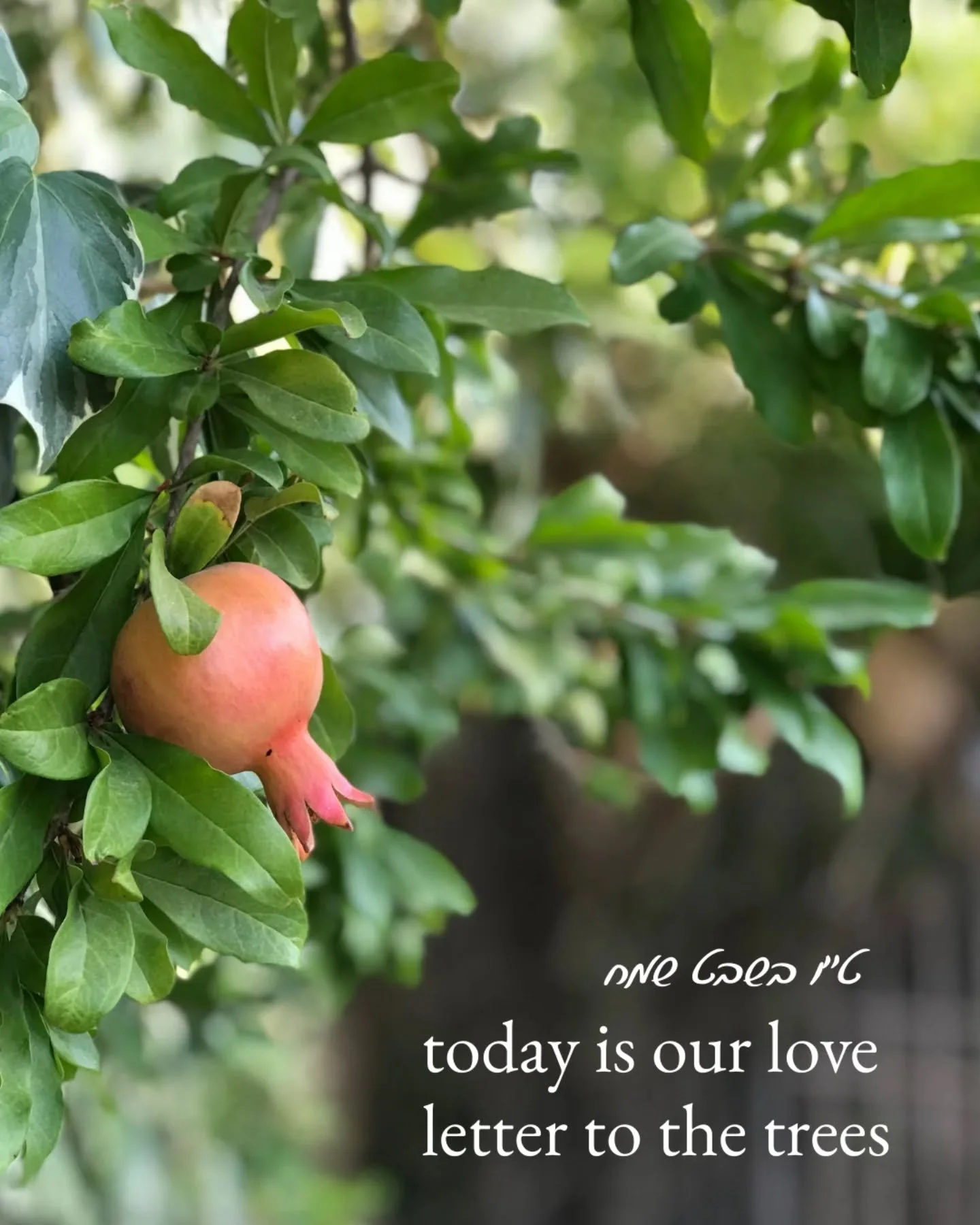 Happy Tuesday BiShvat! What started as a fruit-tax day has spread its roots and branches to encompass so much more. Today is our love letter to the trees, a communal encounter with Israel's native specials mingled with our diverse diaspora plant life