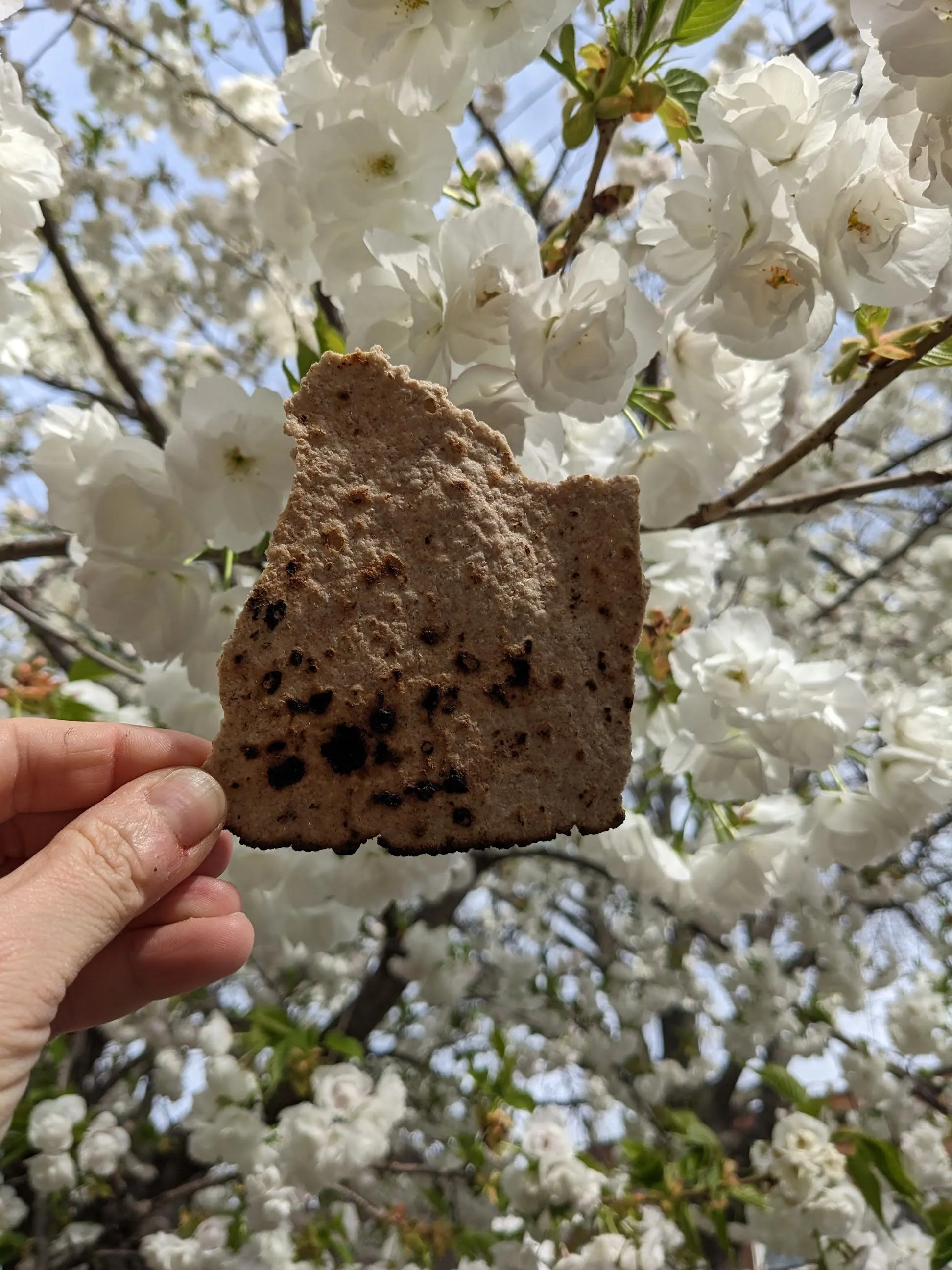 Pesach Morning Services