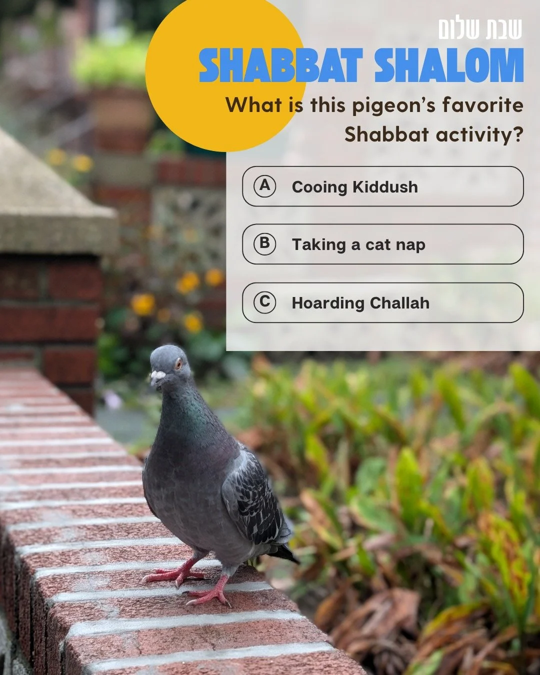 Now that @highlinenyc's giant pigeon named Dinosaur is retiring, we have to know - how is she going to spend all her free Shabbat time? Let us know and we'll see you tomorrow morning!