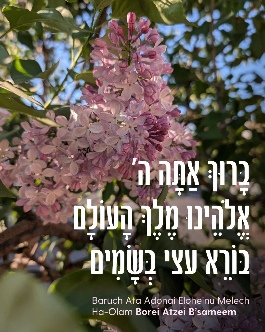 You might recognize the regular b'samim bracha (blessing) from the spices at Havdalah, but did you know there's more than one? 

When you encounter a scent from a tree (or technically, any woody perennial) - like this lilac bush - you thank the One w