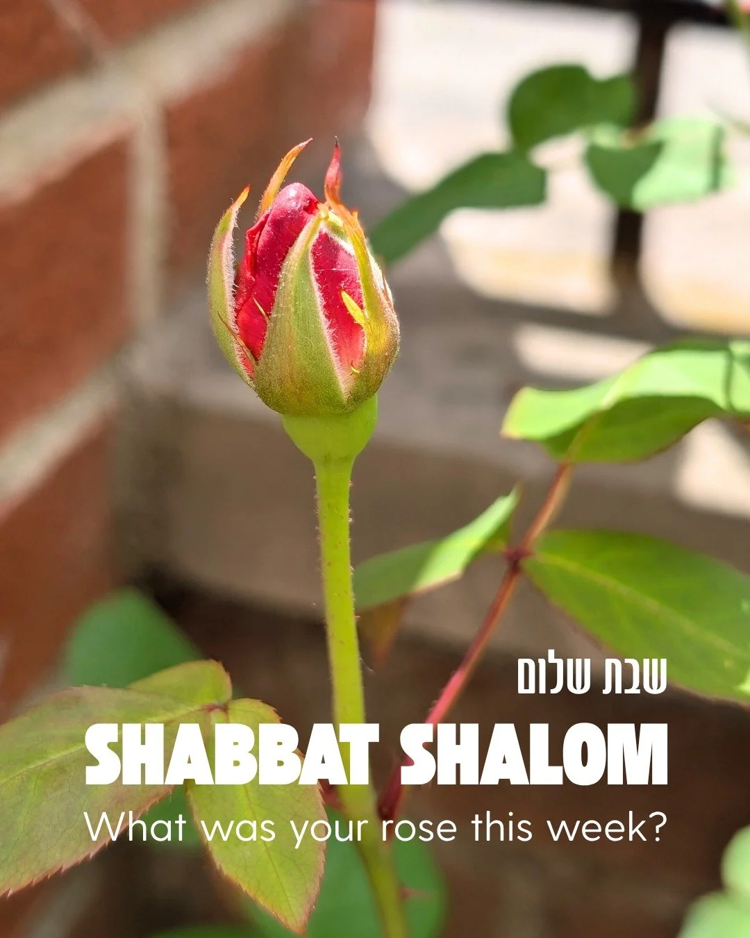 Each week may have some roses and some thorns, but today we're asking about your rose. What was beautiful this week? What buds are you nurturing for next week? 

Shabbat shalom!