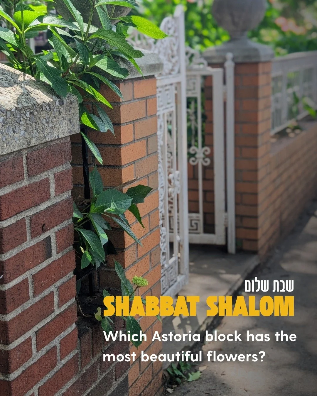 As the weather finally becomes ✨ perfect ✨ we have to ask on behalf of the Shabbat walkers and languid strollers: which block in Astoria has the most beautiful flowers?

The Yiddish word shpatzir describes an aimless, Shabbat-style, wandering walk, p