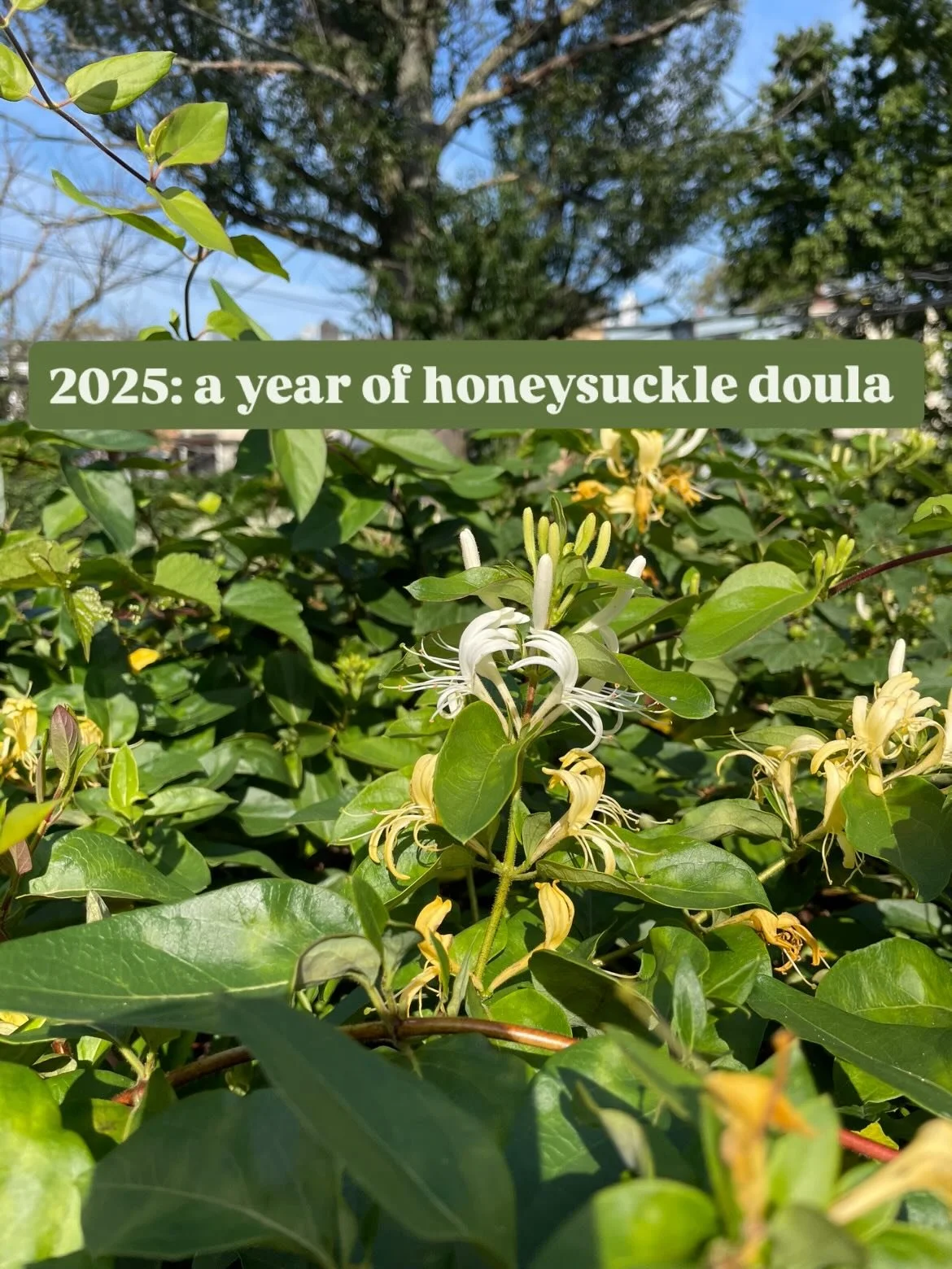 14 births. 13 vaginal births, 1 planned cesarean birth. 1 birth center birth, 4 home births, 9 hospital births. 8 midwife-guided births, 6 OBGYN-guided. 7 spontaneous labors (earliest at 38+4, latest at 41+2), 6 inductions (cholestasis, gestational d