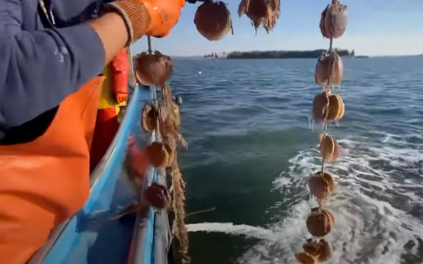 scallops_source3.png