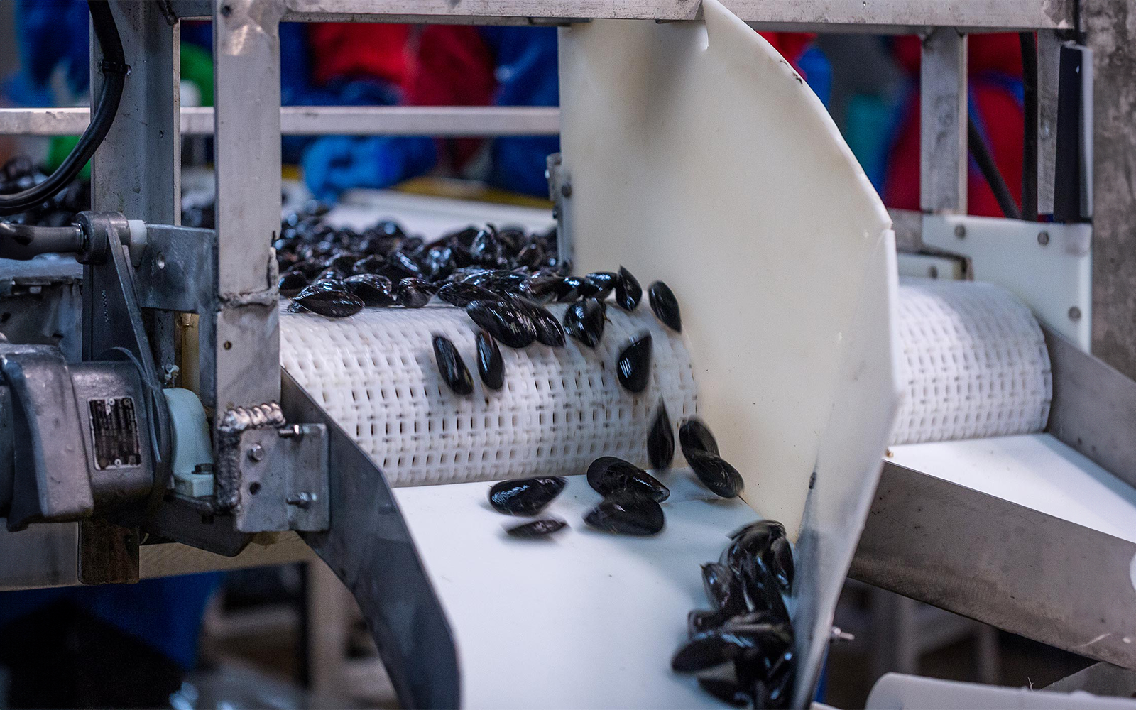PDP_Mussels_processing.png