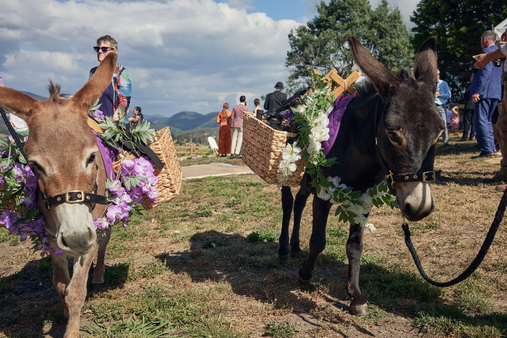 the most unique bar set-up we've come across yet 🍾 these drink donkeys stole the show at Anna + Nick's special day - serving up drinks with serious style. 

Photo @laz.smith