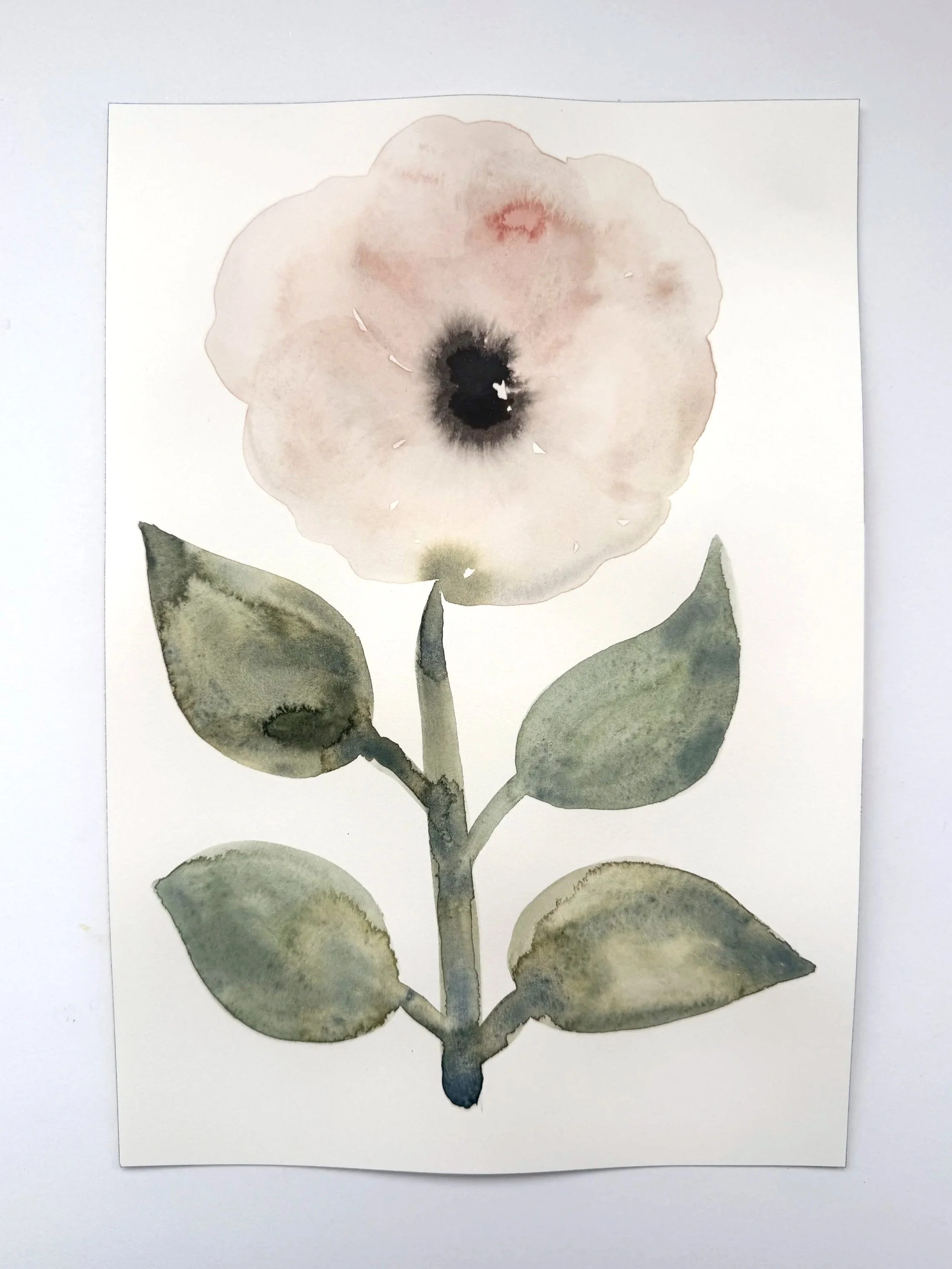 Anemone 7"x10" watercolor on archival paper