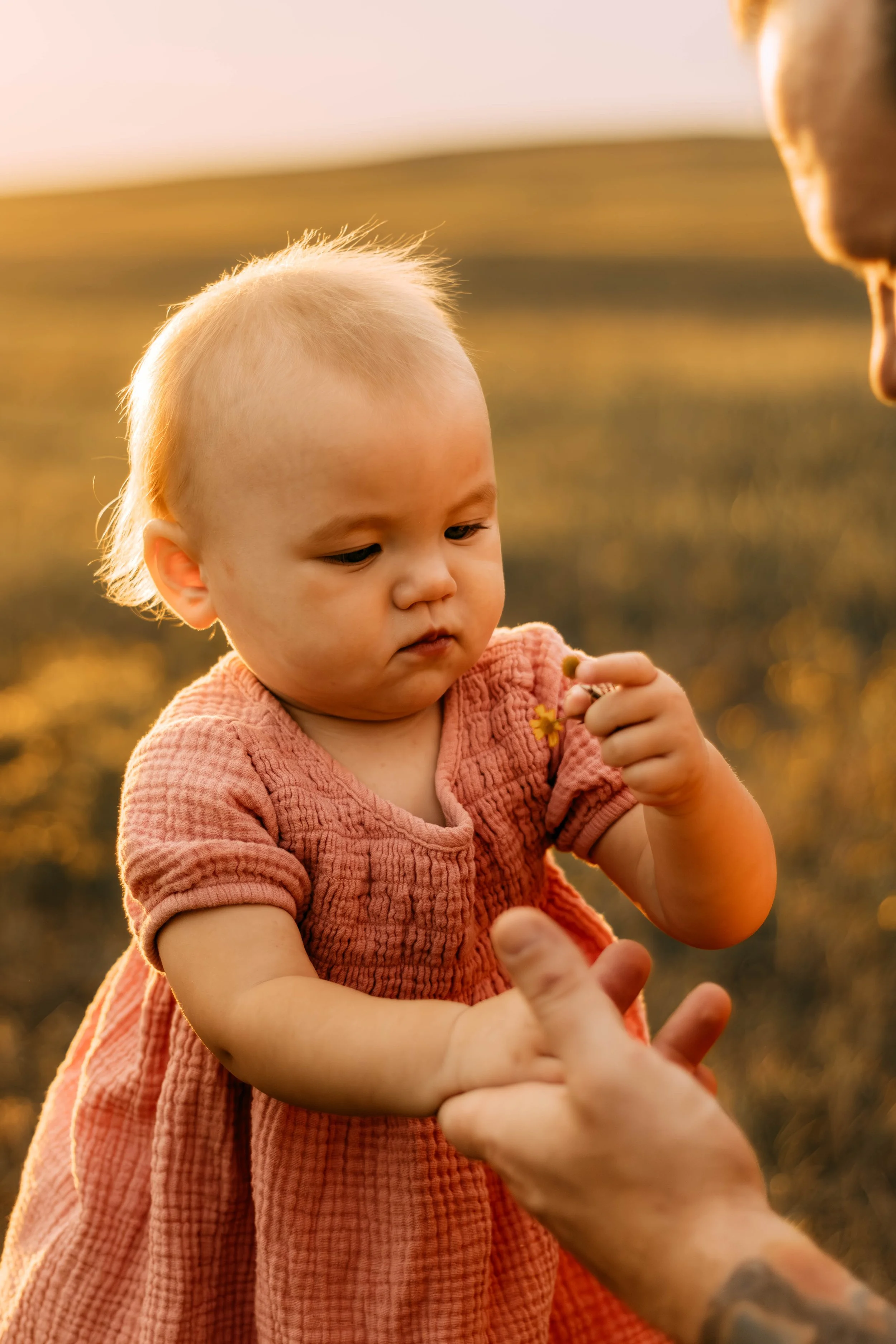 A young child with blond hair, wearing a pink dress, holding a small yellow flower while an adult helps her in a field during sunset.