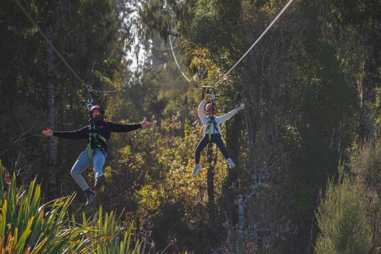 West Coast Treetop Walkway, West Coast (credit West Coast Treetop Walk and Zipline)-medium.jpg