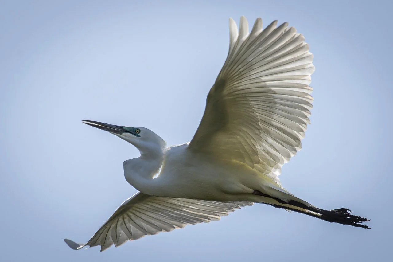 Flying White Heron, Lake Mahinapua 2 (credit Geoff Marks)-medium.jpg