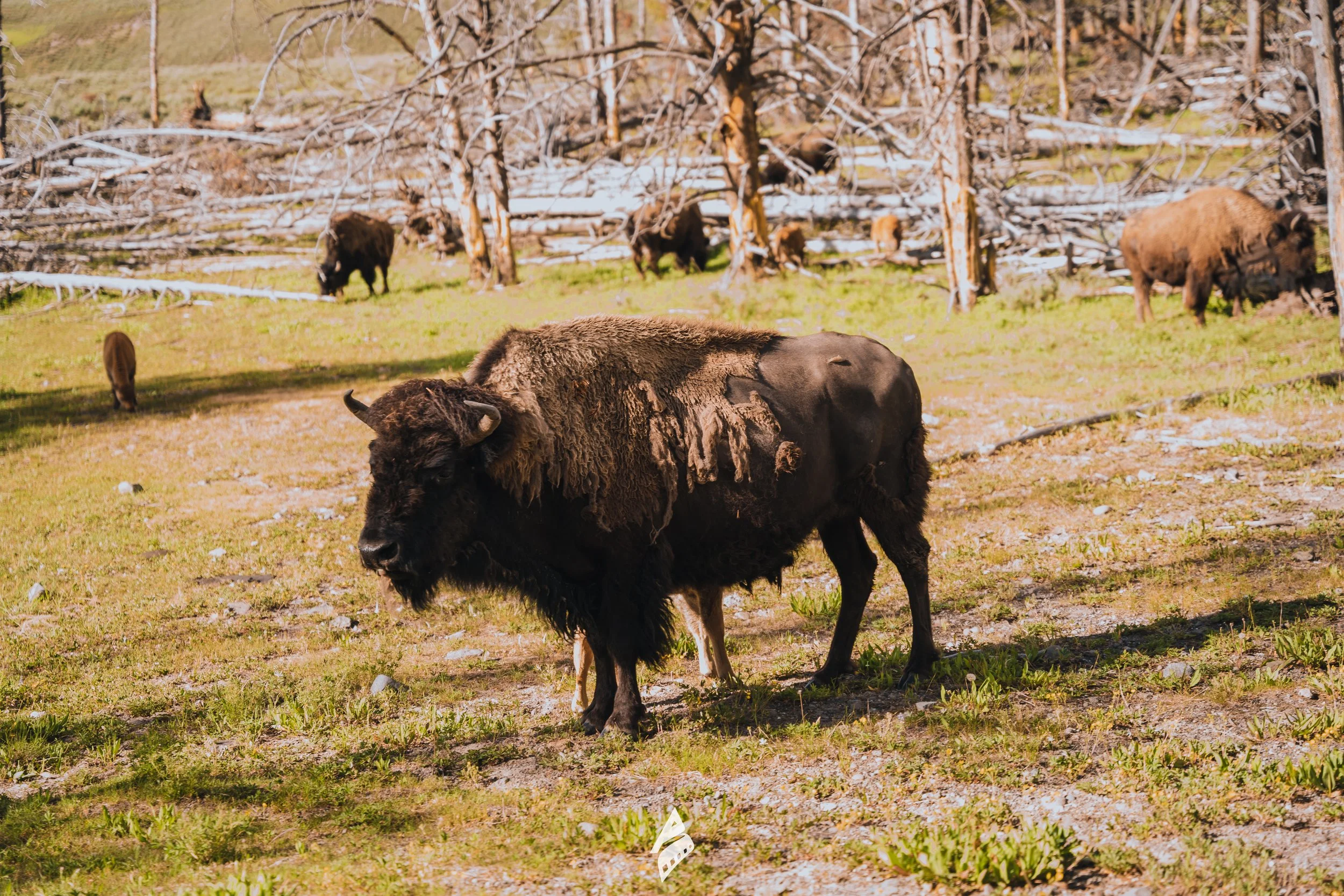 Nature Wildlife Bison Herd DSC01910.jpg