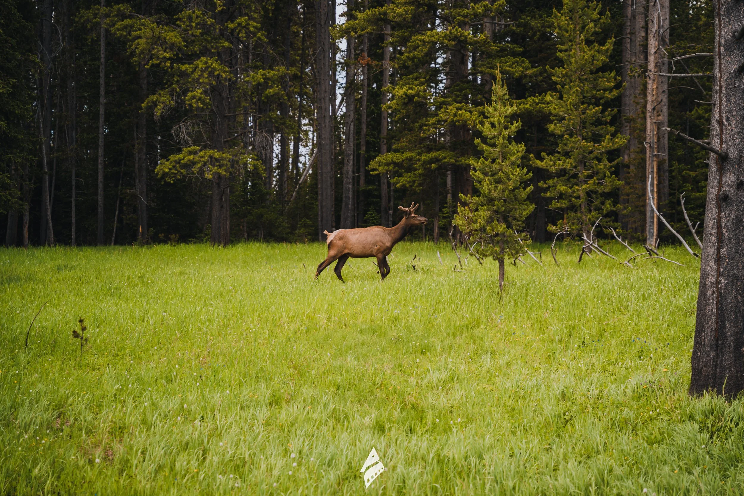Nature Wildlife Elk At Forest Edge DSC01888.jpg