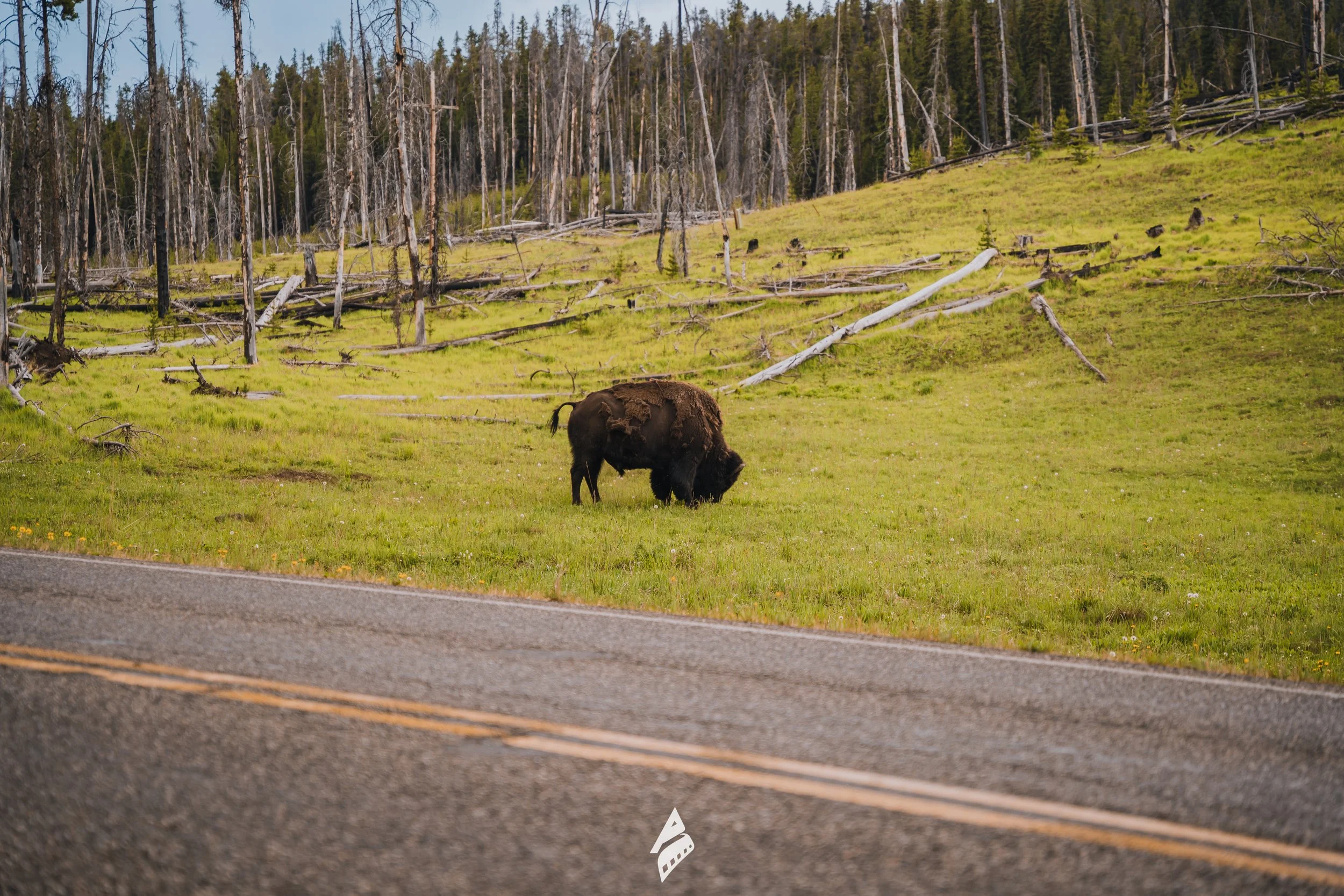 Nature Wildlife Roadside Bison DSC01899.jpg