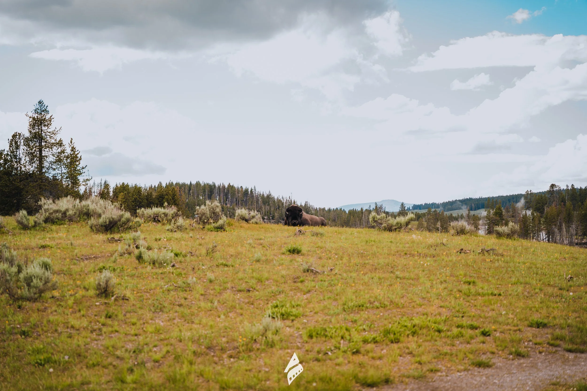 Nature Wildlife Bison In Meadow DSC01902.jpg