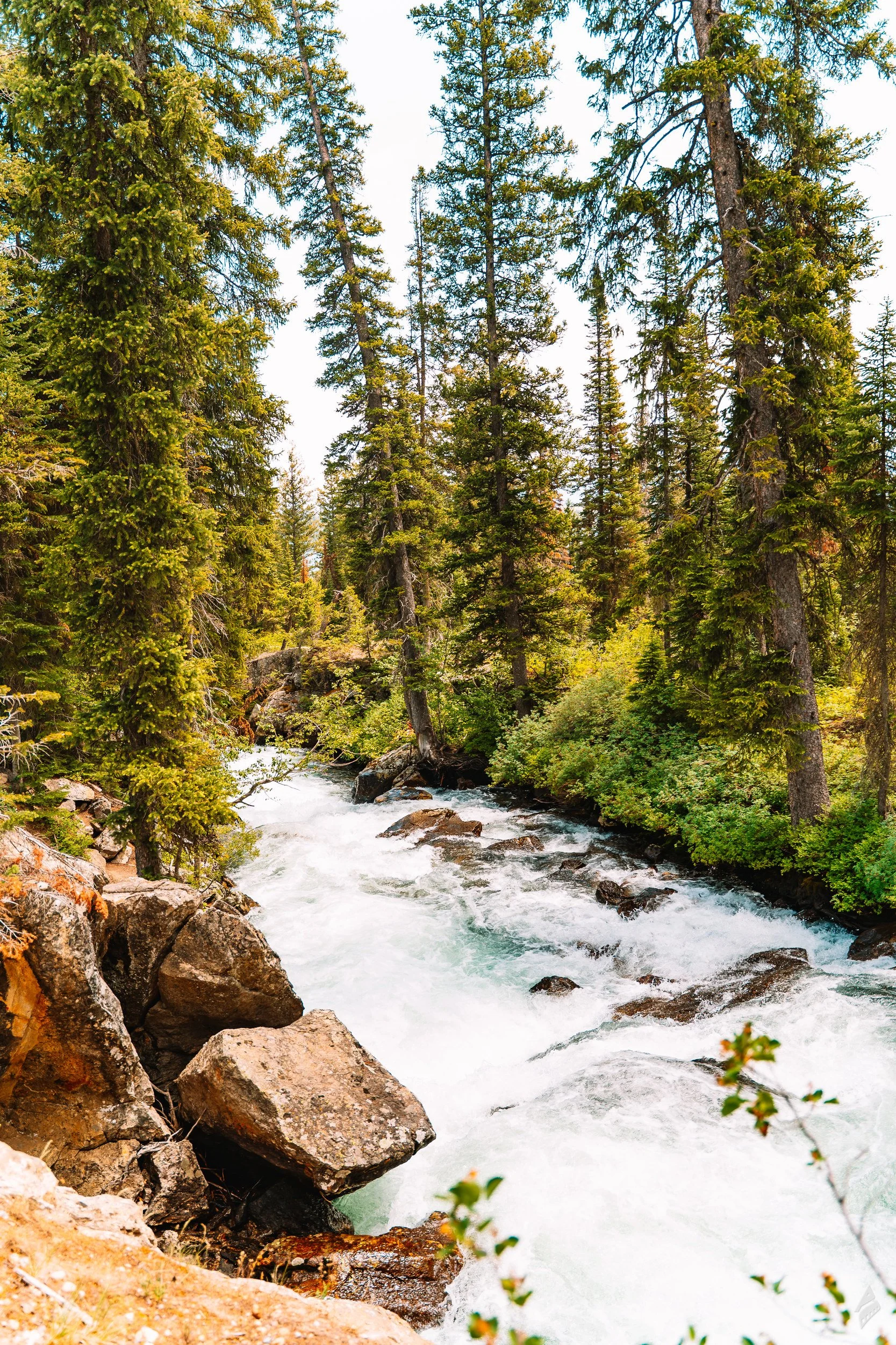 Forest Current