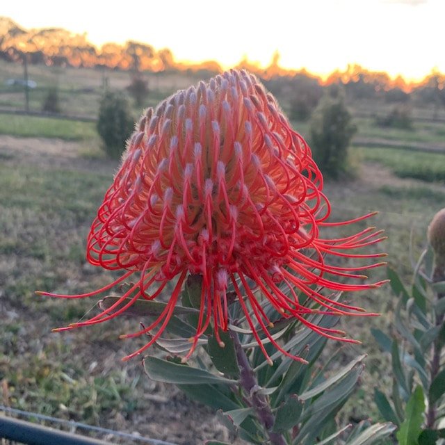 leucopspermum_orig.jpg