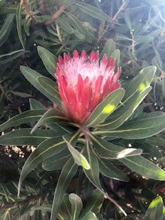 protea_orig.jpg