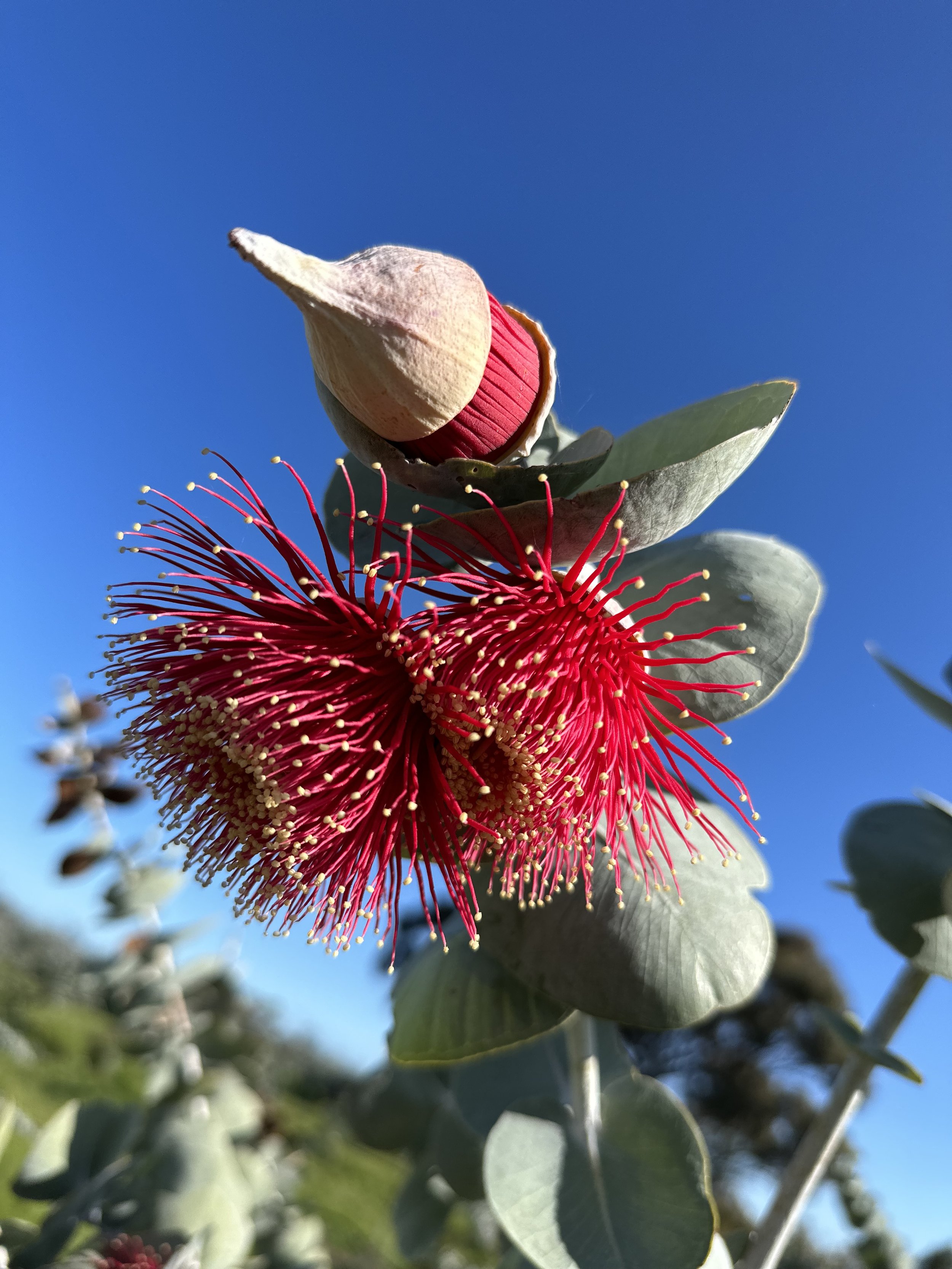 Eucalyptus Macrocarpa Image.jpg