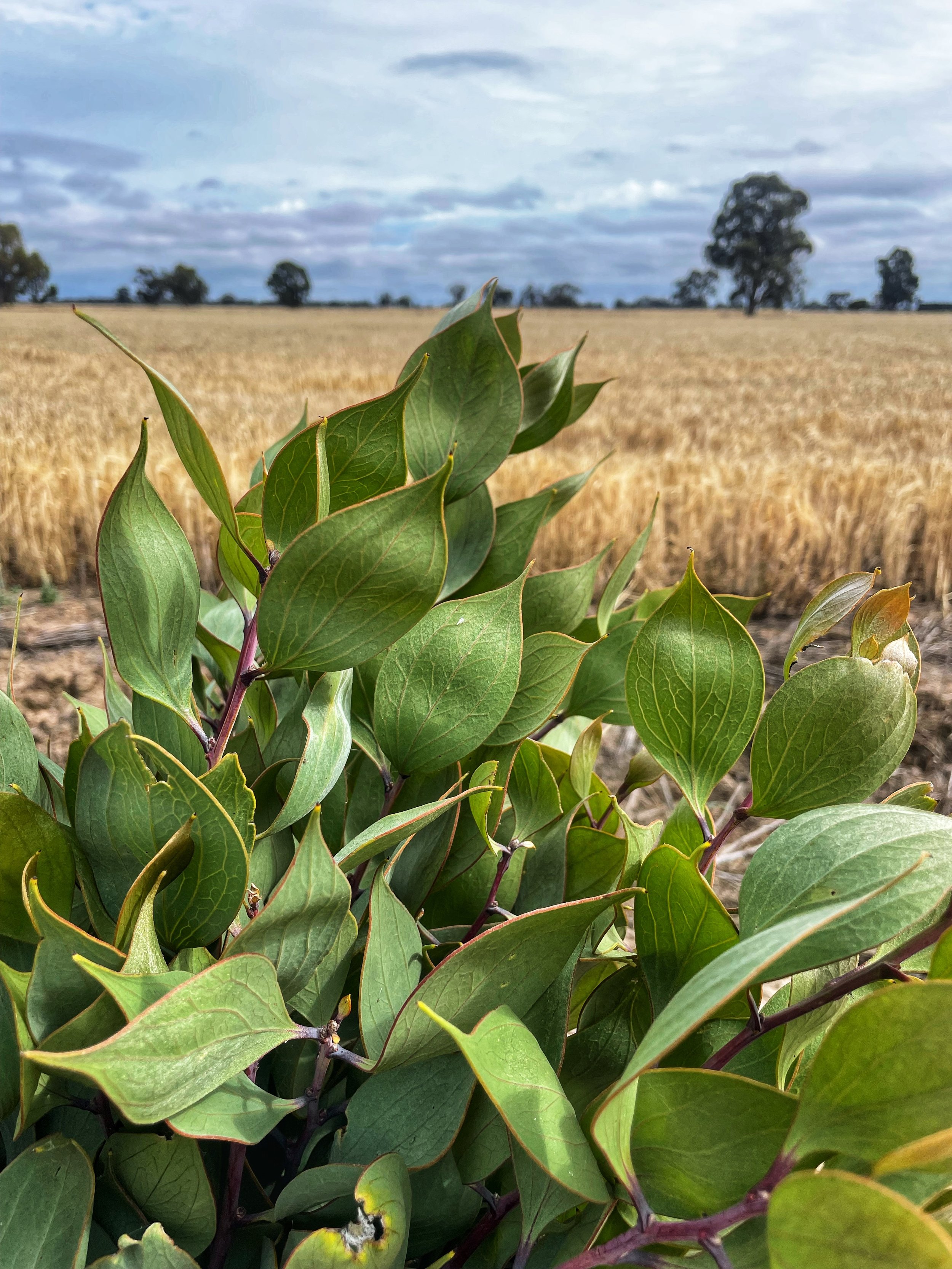 Hakea Petiolaris.jpeg