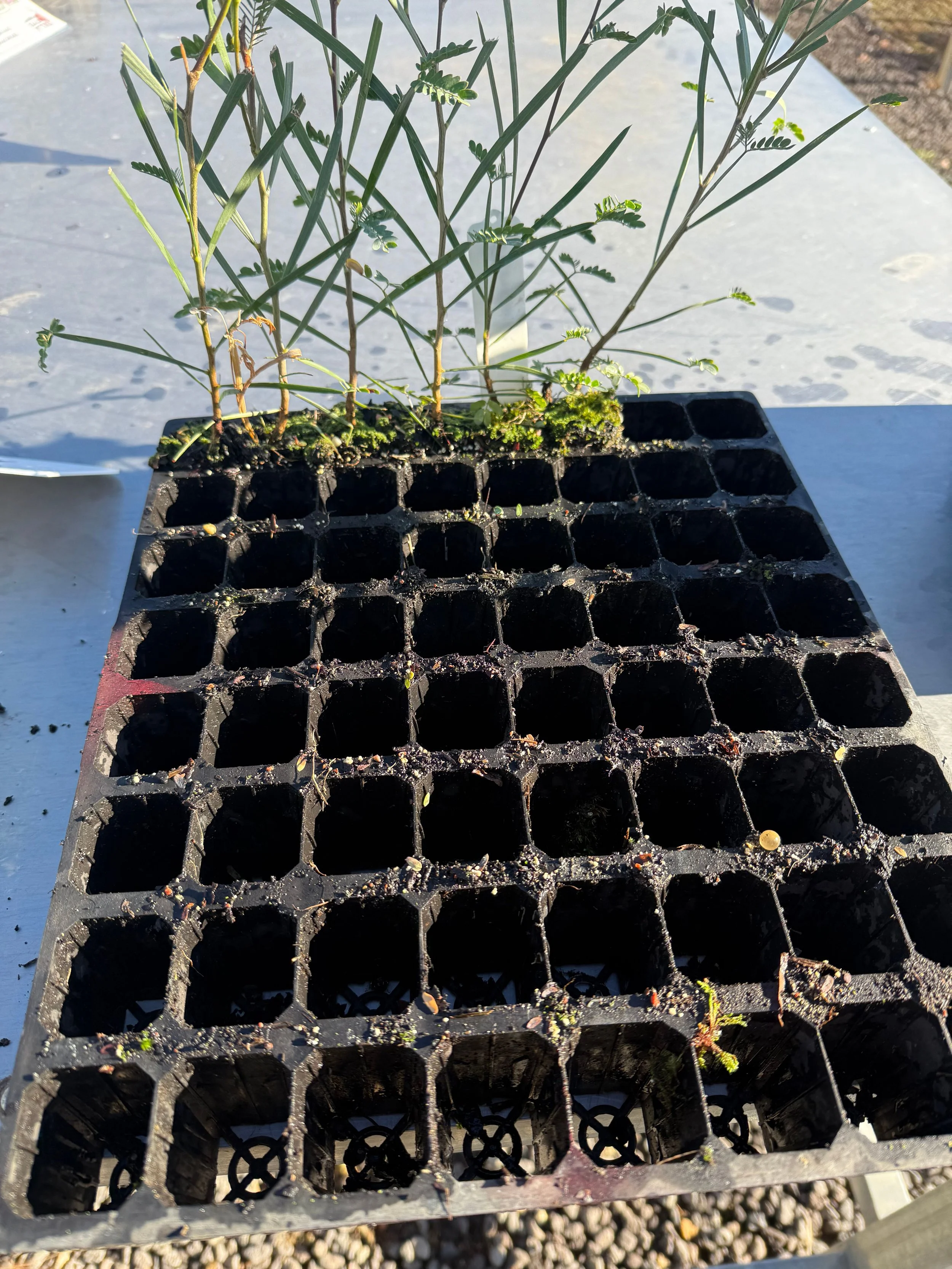 Tulla-Natives-Plant-Tray.jpg