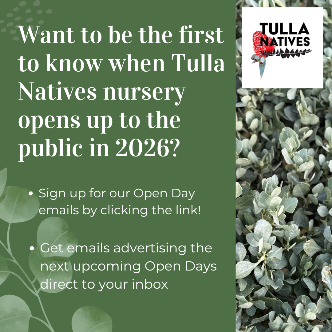 2026 Open Day Email Ad.png