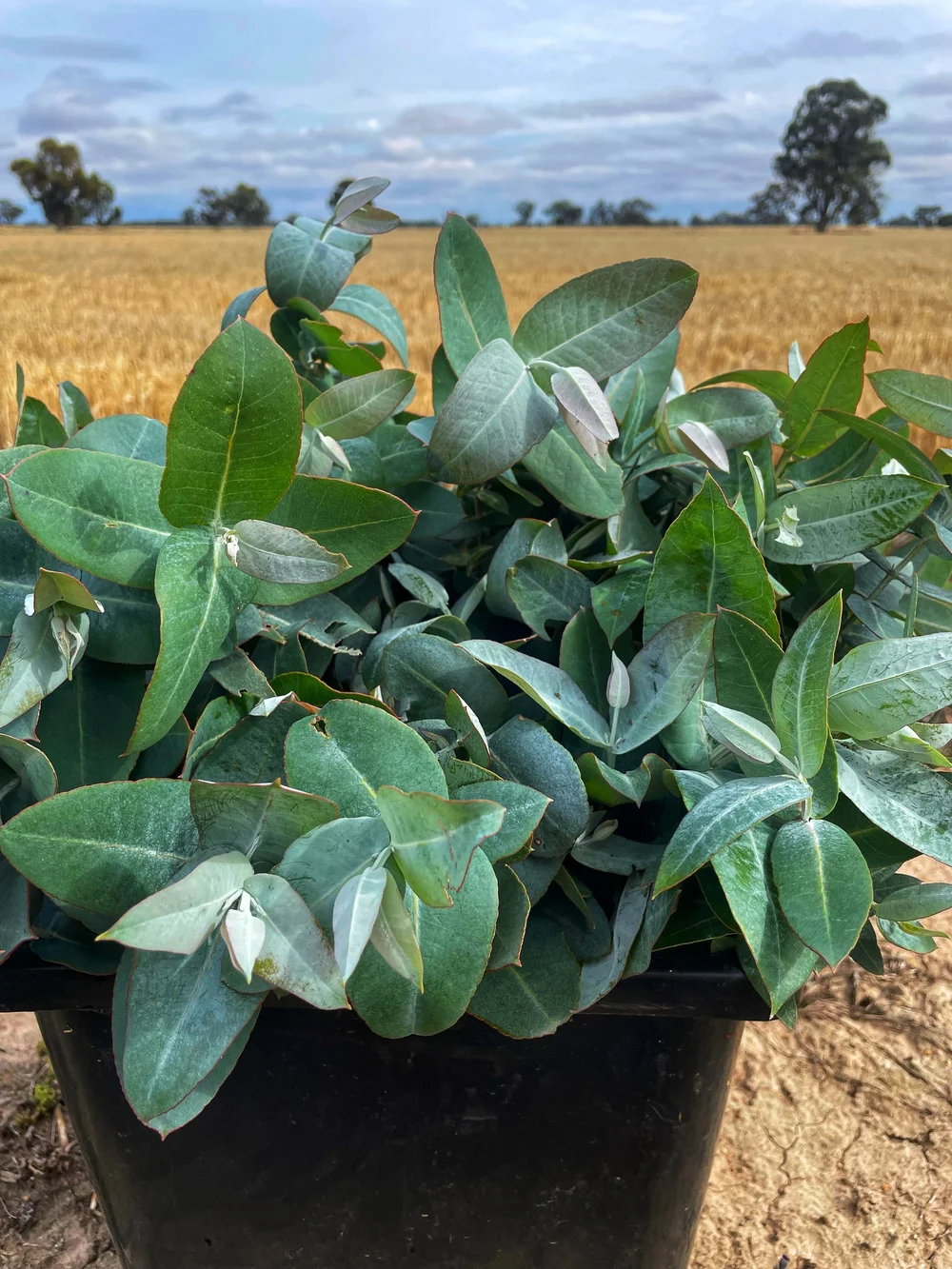 Native plant nursery growing flowers and foliage for wholesale — Tulla Natives