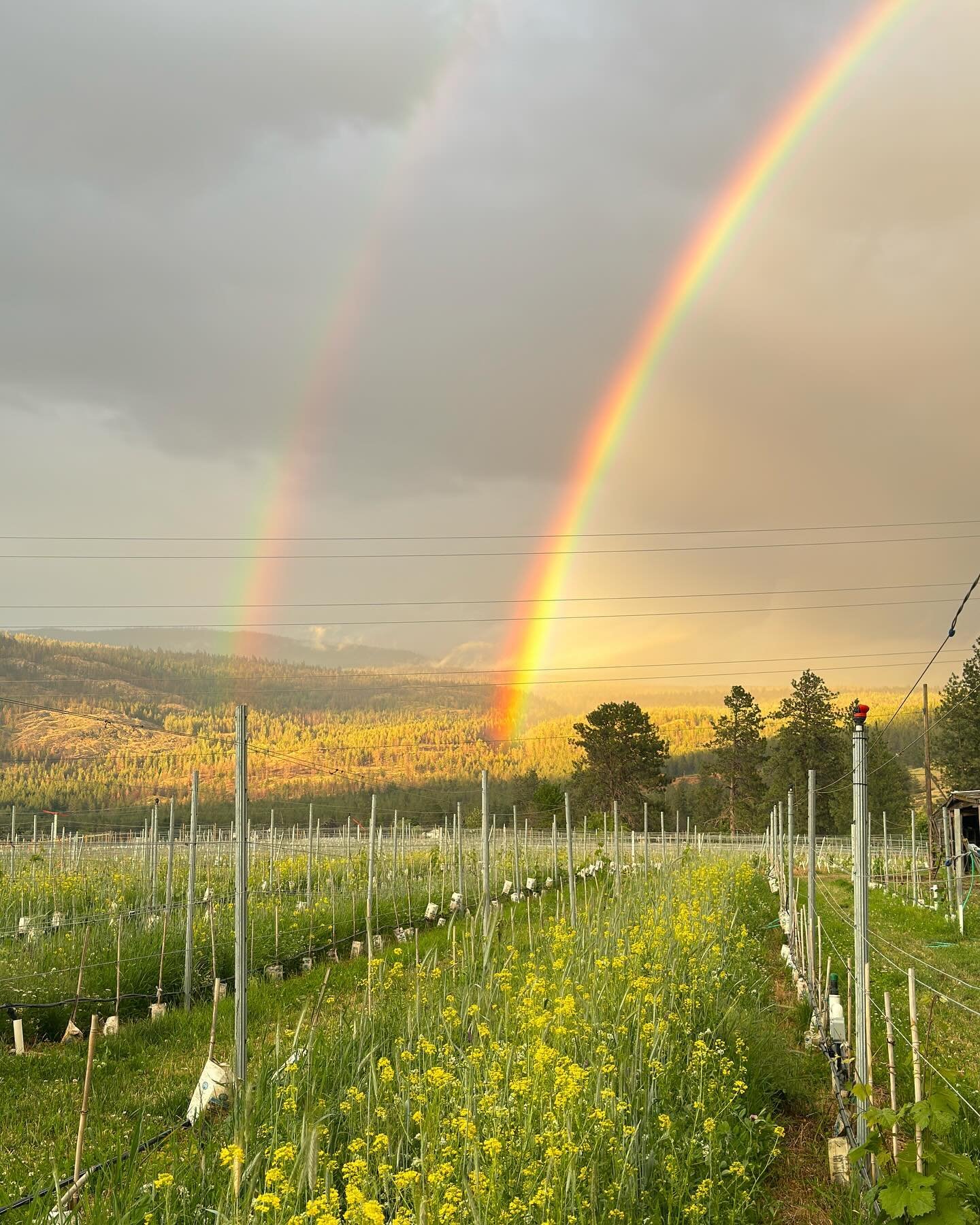 A beautiful double rainbow last night at the vineyard after a day full of clouds and rain 🌈🌈❤️