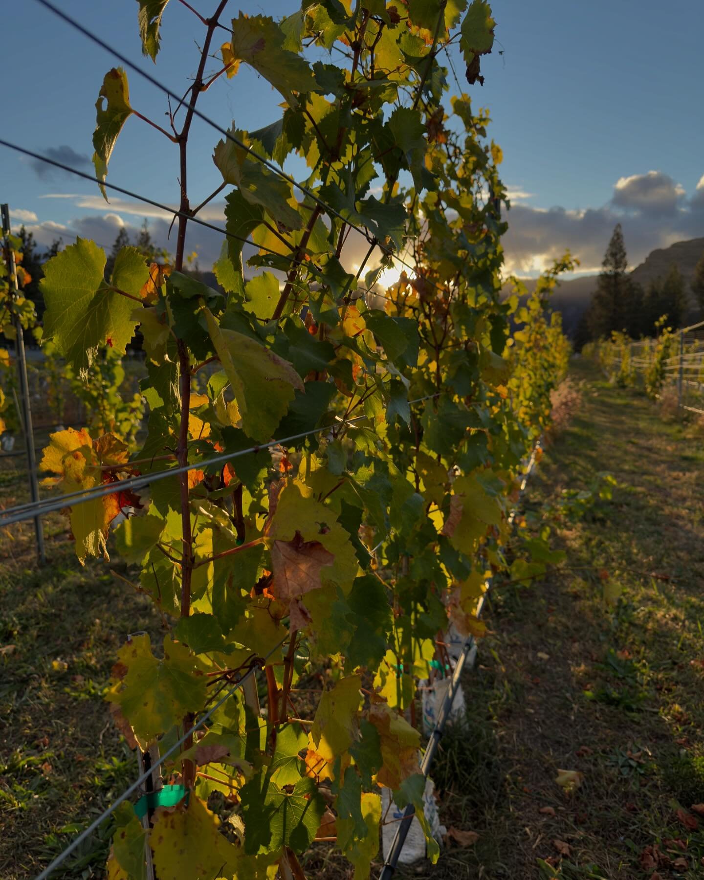 &lsquo;Tis Autumn and the vineyard is starting to shut down for the winter. The leaves are turning from green to yellow and the cordons from green to brown. 

It&rsquo;s time to pull on the sweaters and grab some PSL&rsquo;s!