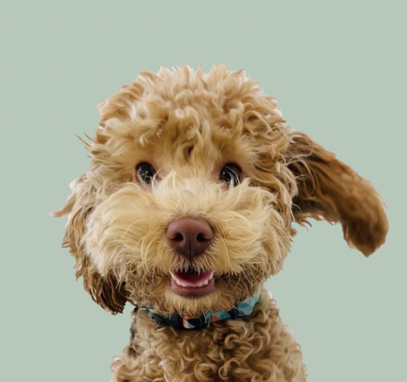 Arthur, 4-year-old toy poodle and therapy session guest-star at Sensory Life Assessment and Wellness