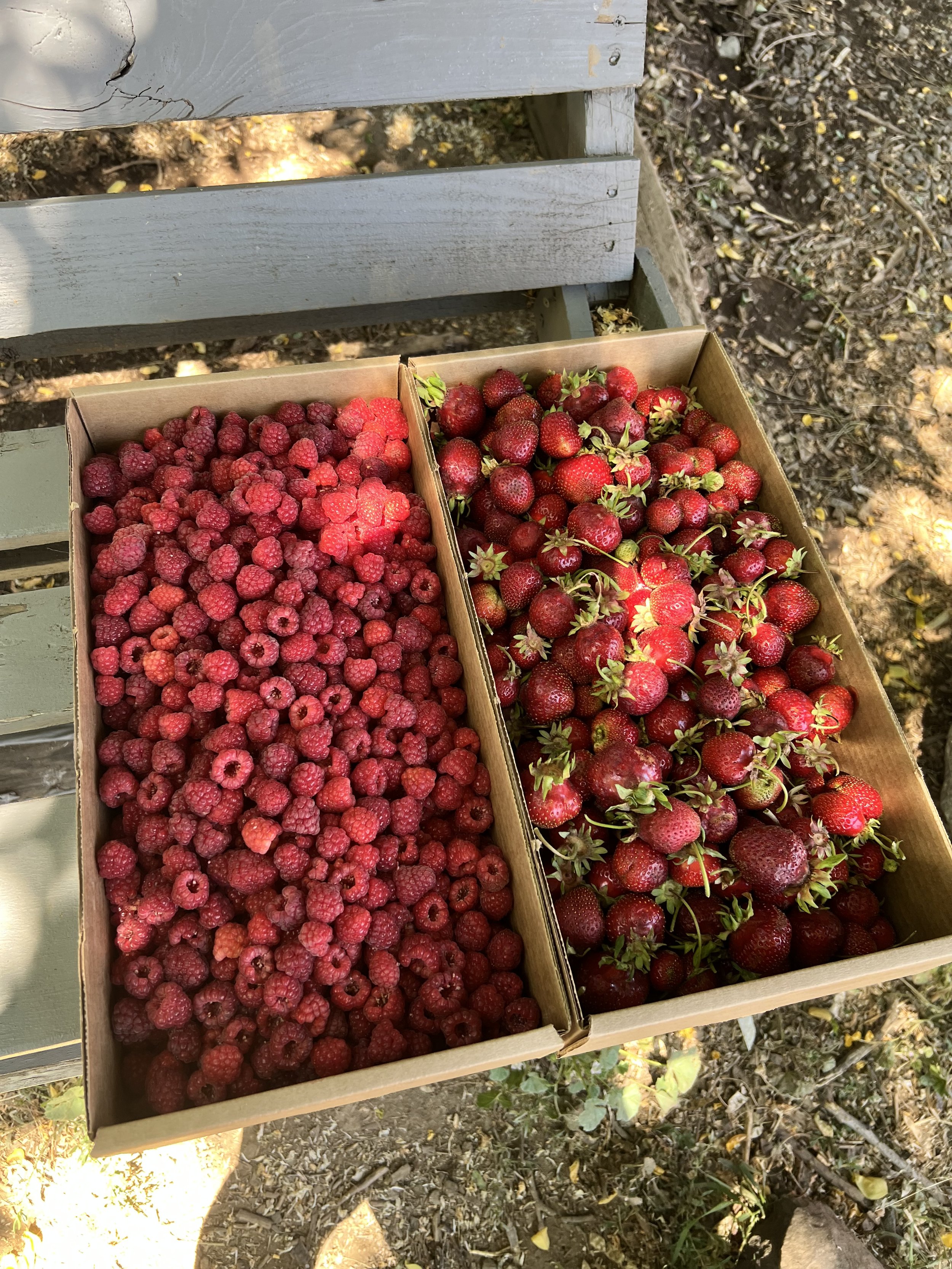 Summer Berry Harvest