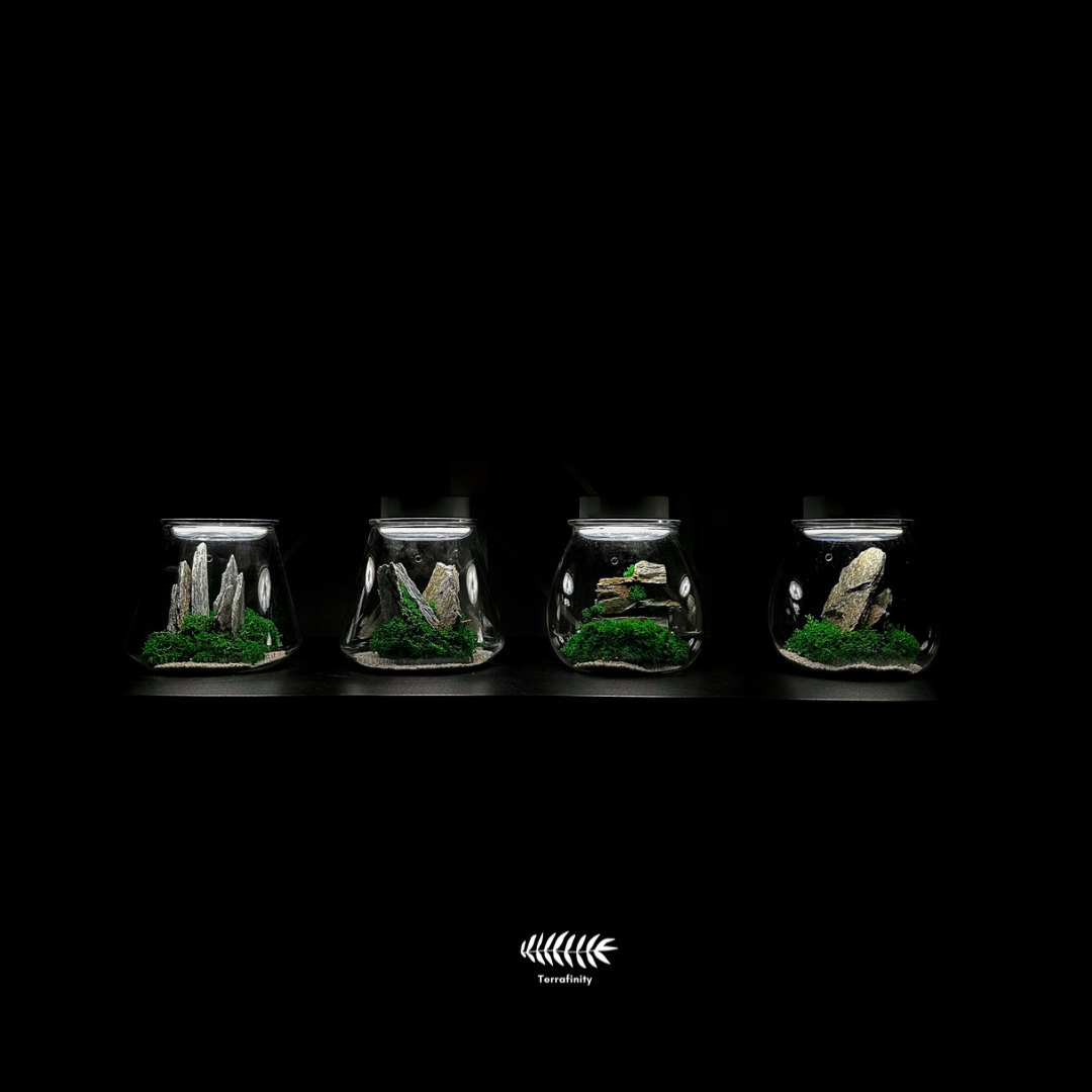 Terrariums Philippines