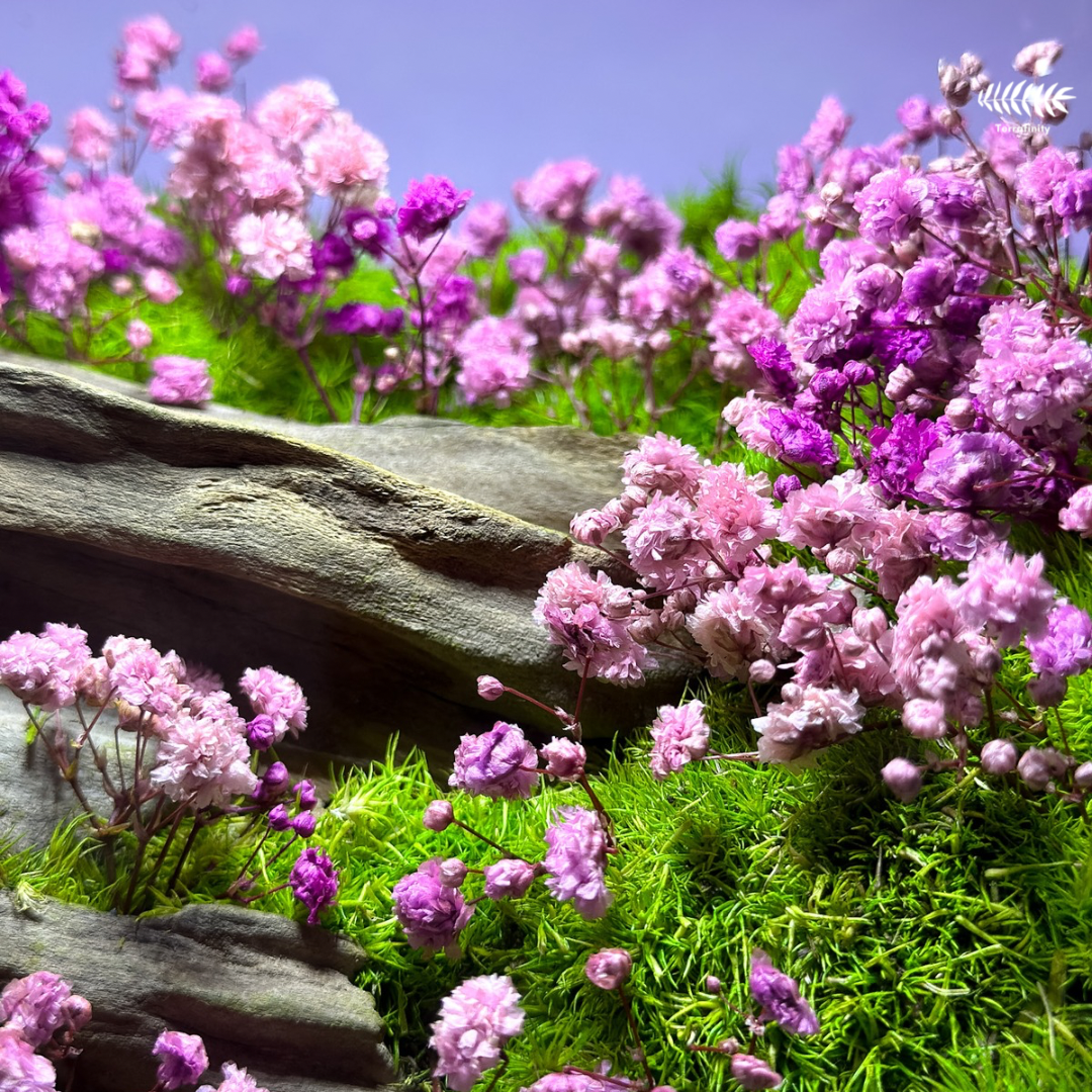Wildflower — Terrafinity.ph